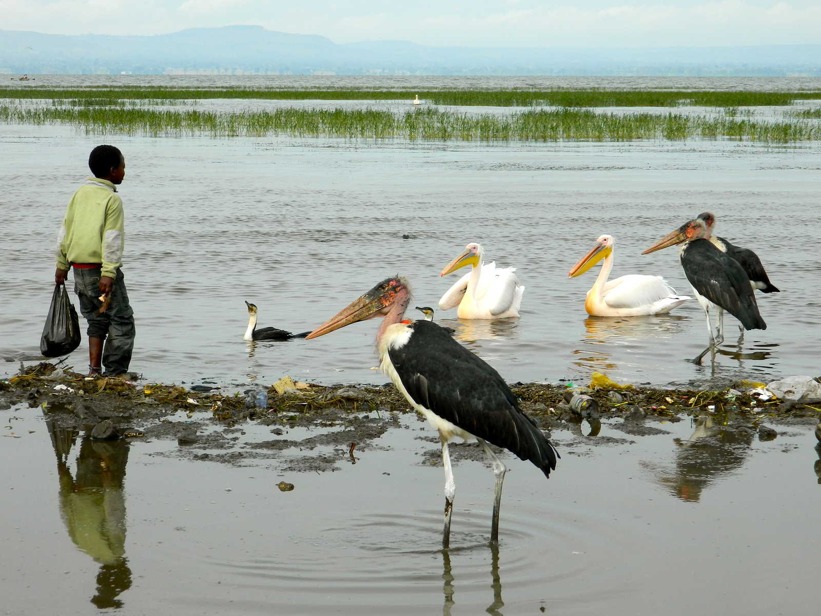 Les marabouts au bord d'un lac dans le sud éthiopien © Les marabouts au bord d'un lac dans le sud éthiopien