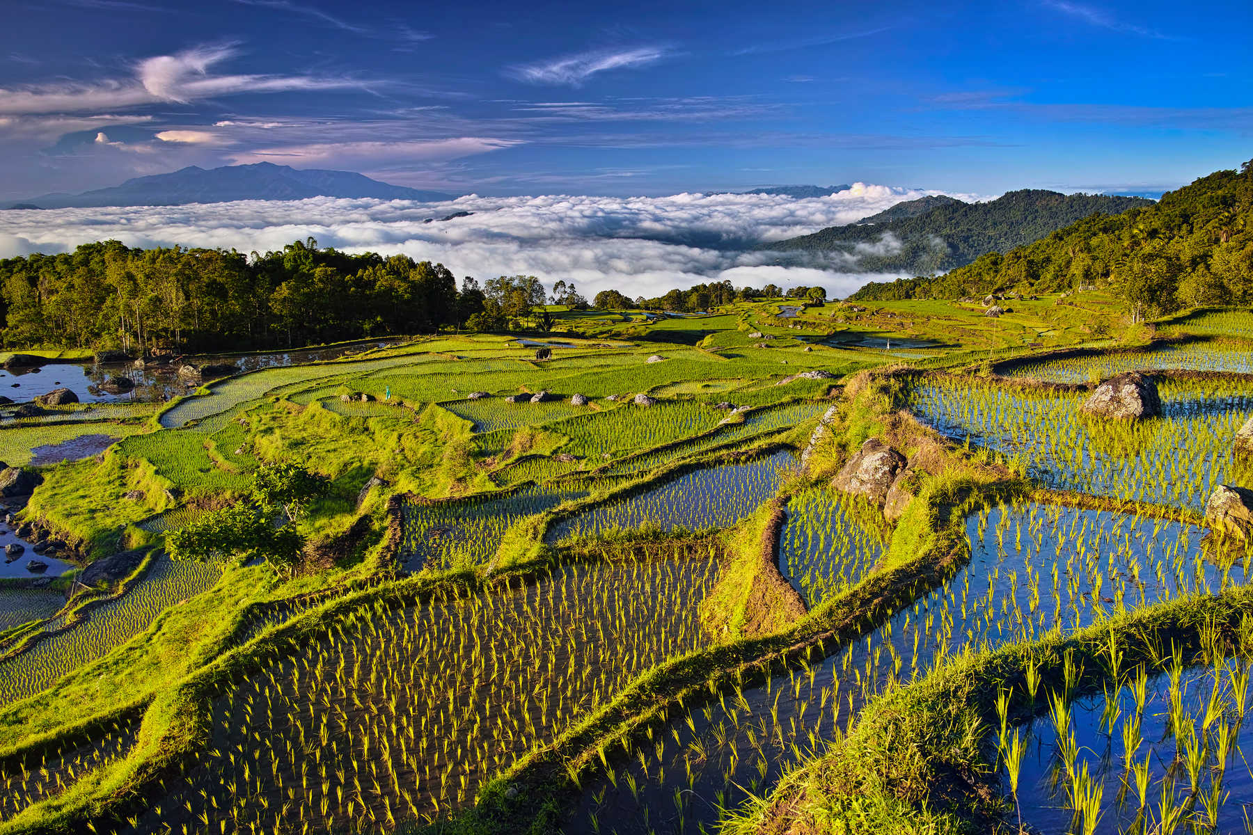 Les Rizières en terrasse à Sulawesi