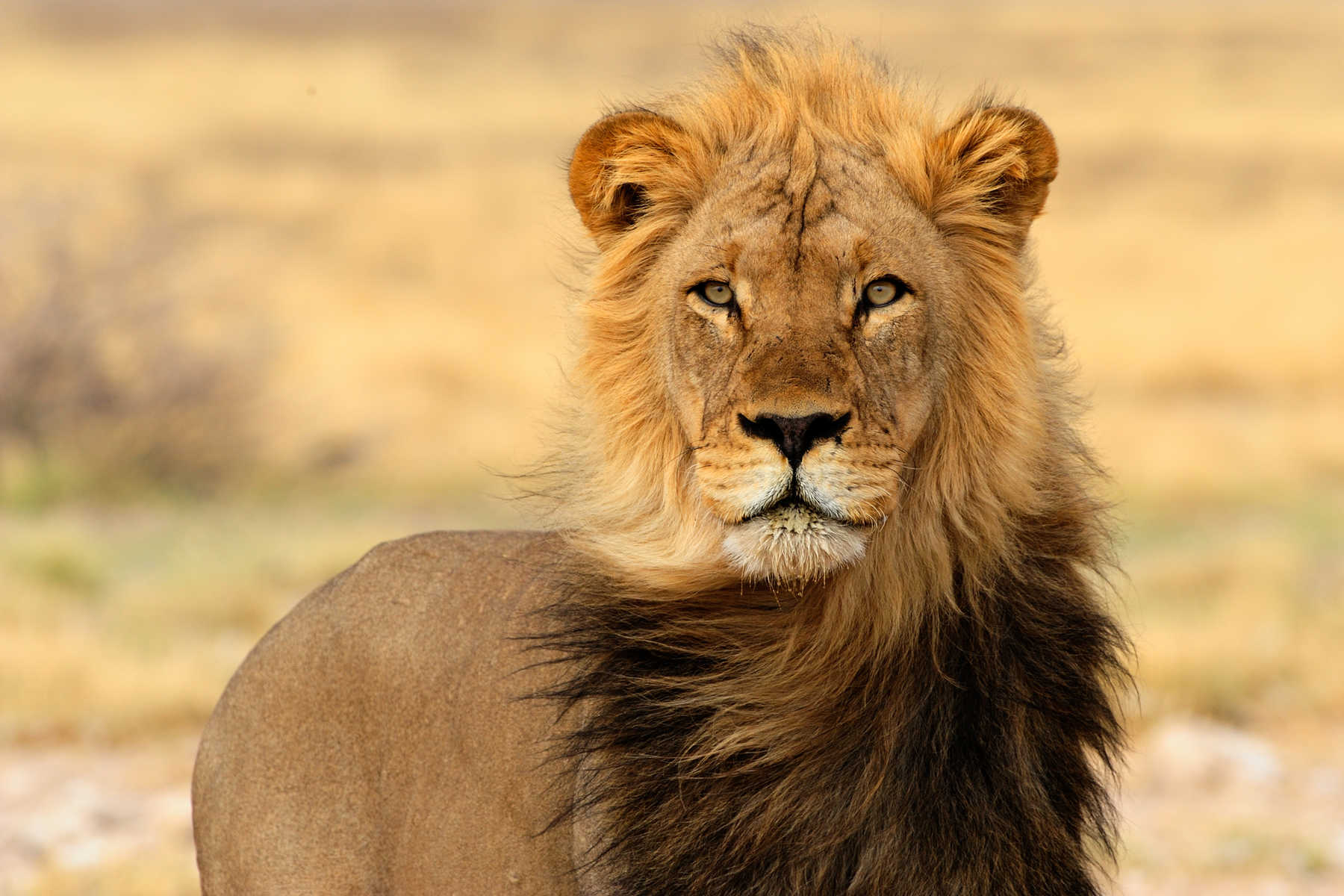 Lion au Botswana