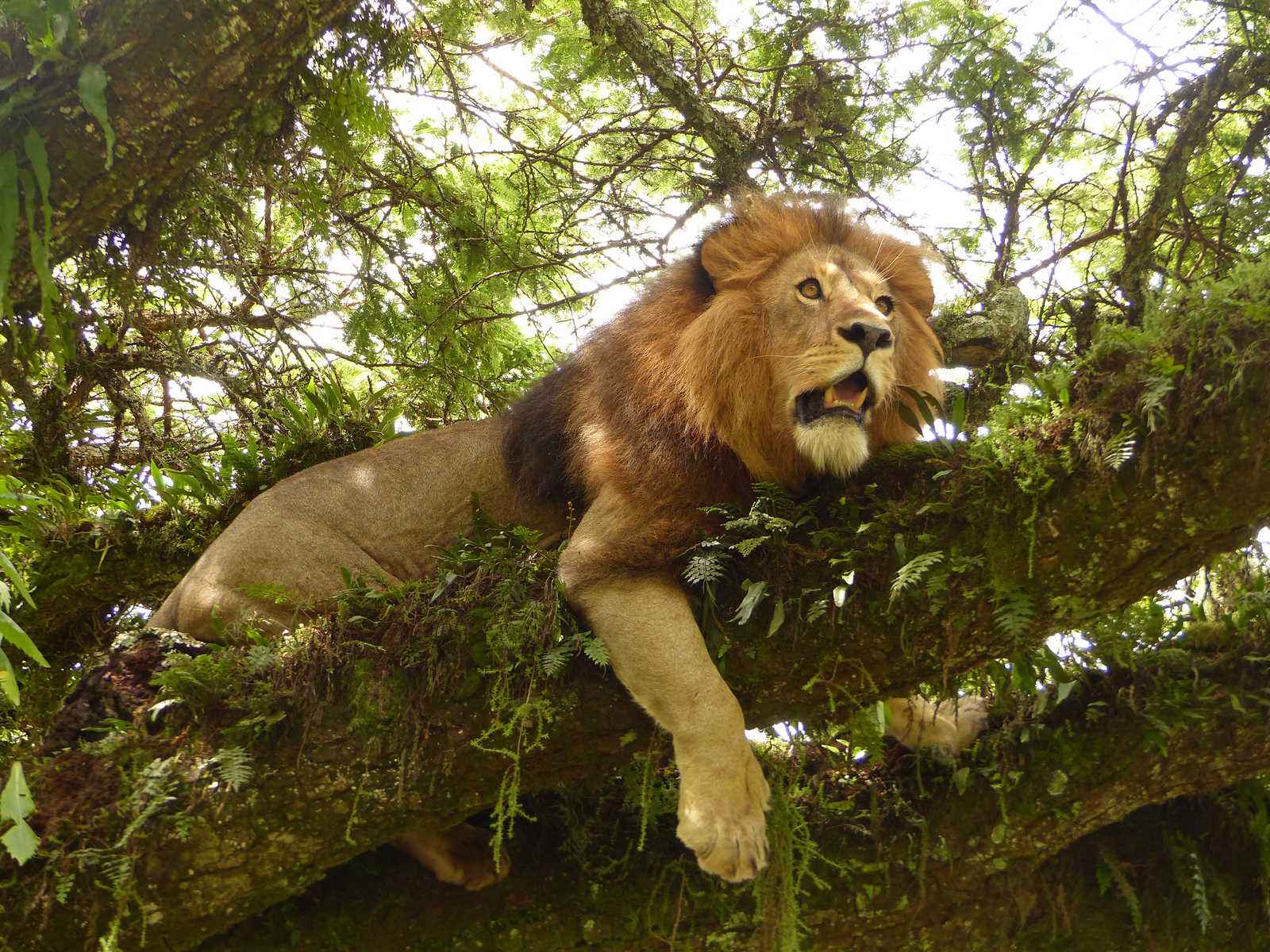 Lion rugissant dans l'arbre au Ngorongoro Tanzanie