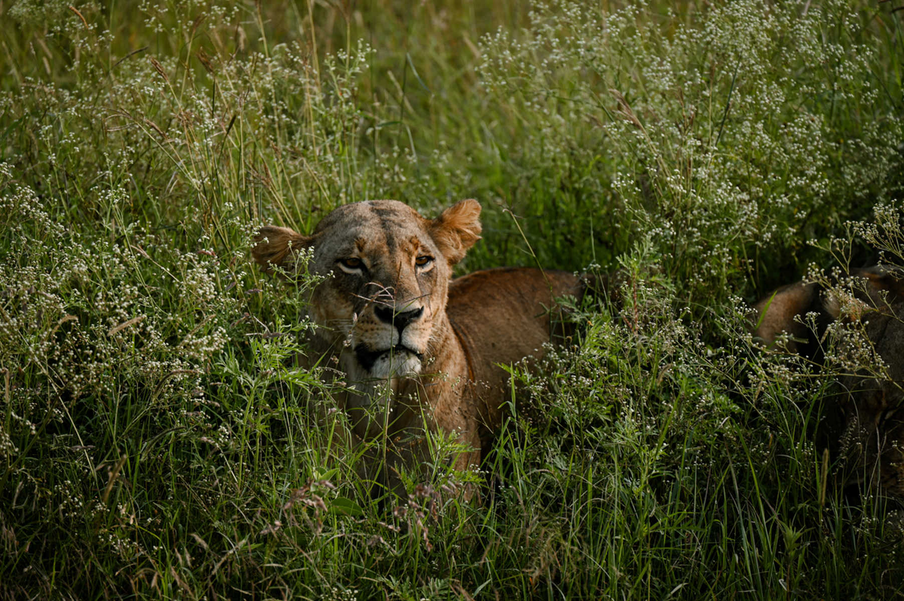 lionne au kenya
