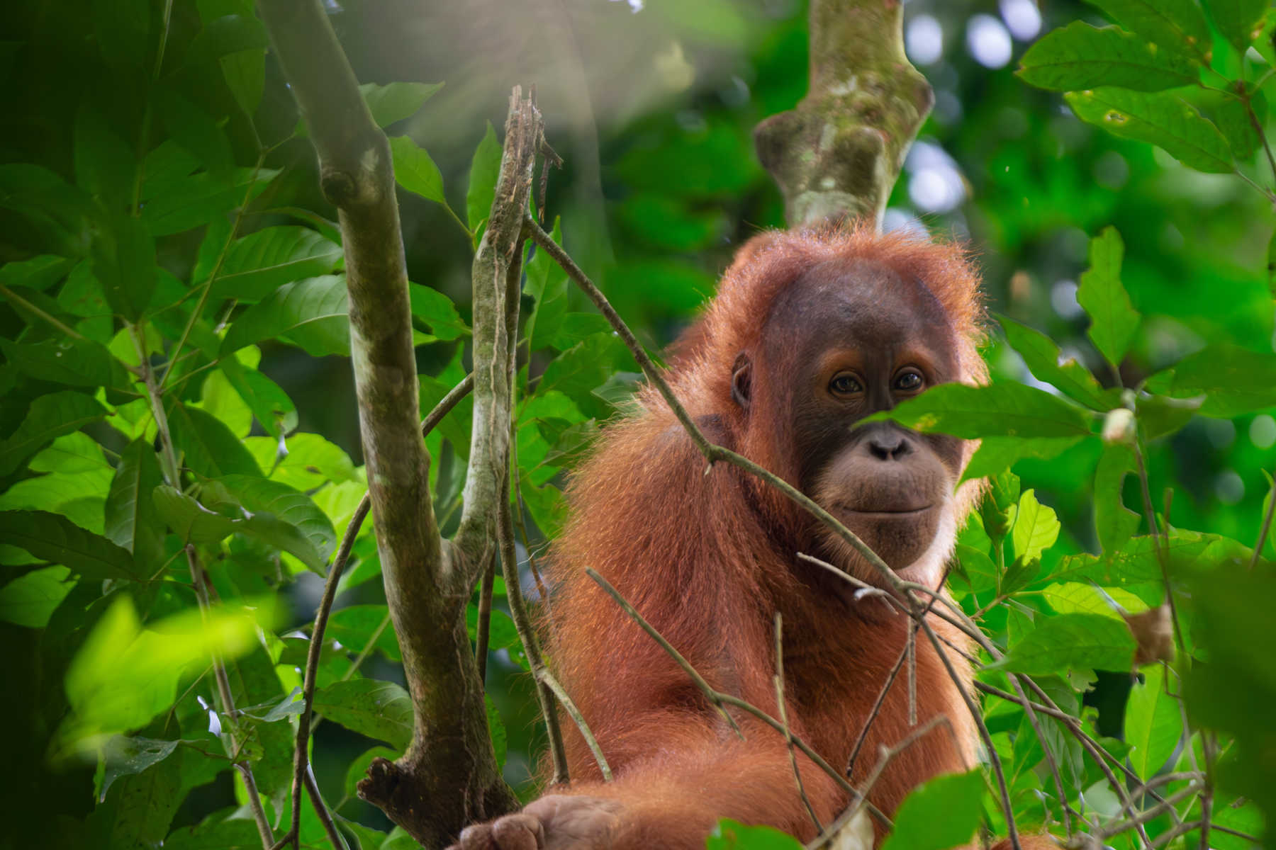 Orang Outan  dans une forêt de Sumatra en Indonésie