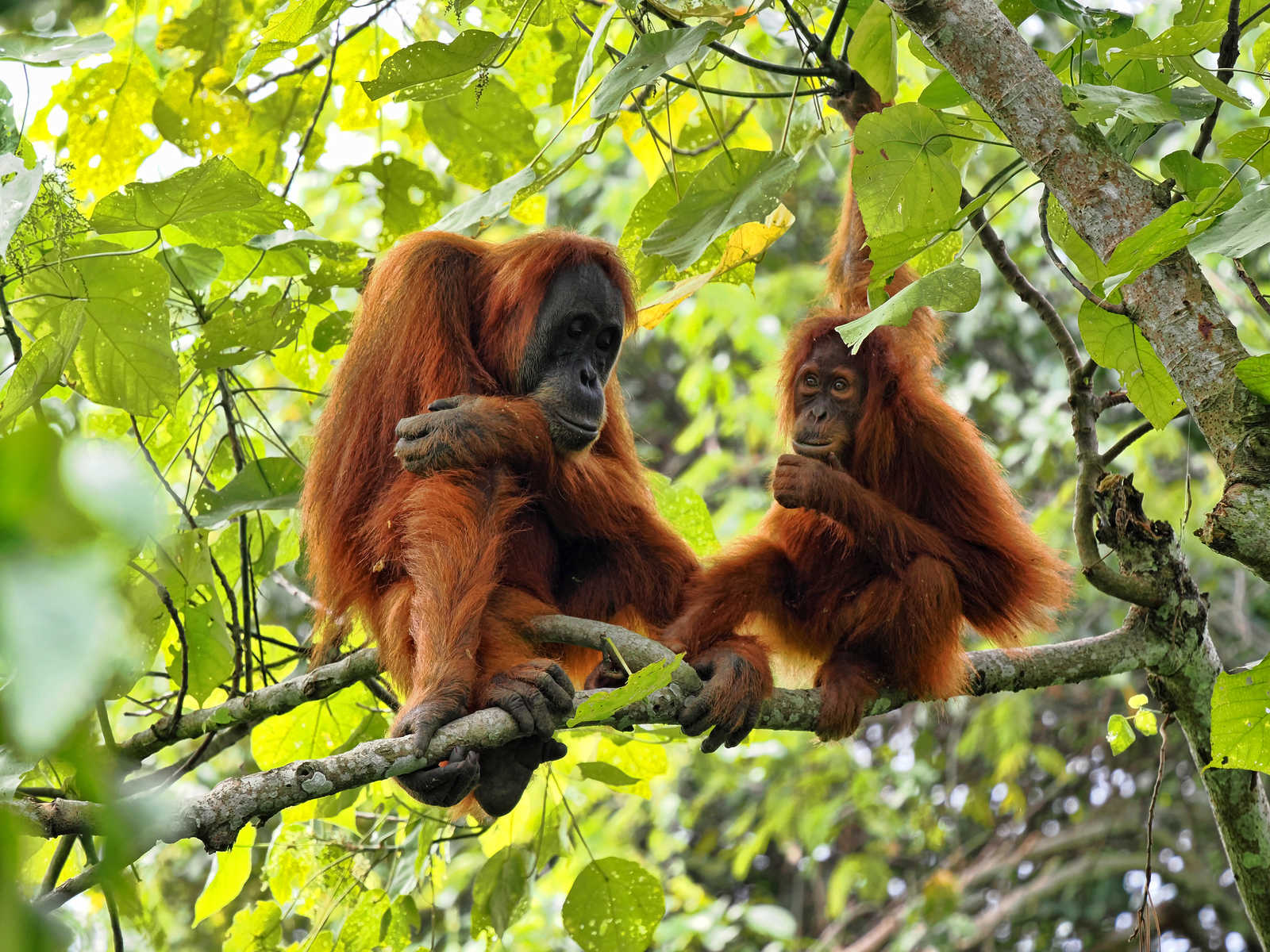 Orangs-Outans dans une forêt sur l'île de Sumatra en Indonésie