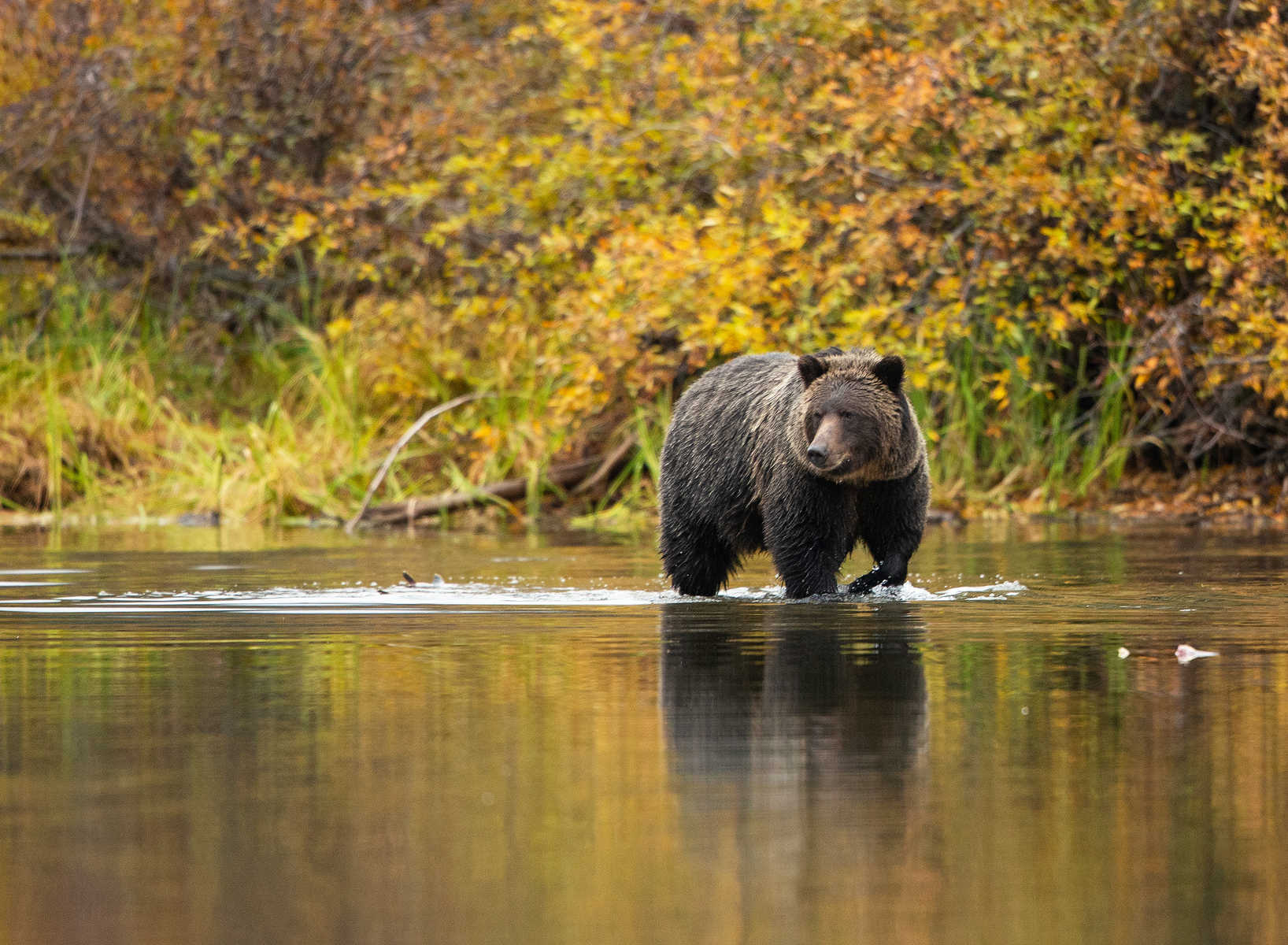 Ours brun dans l'eau d'un lac au Canada.