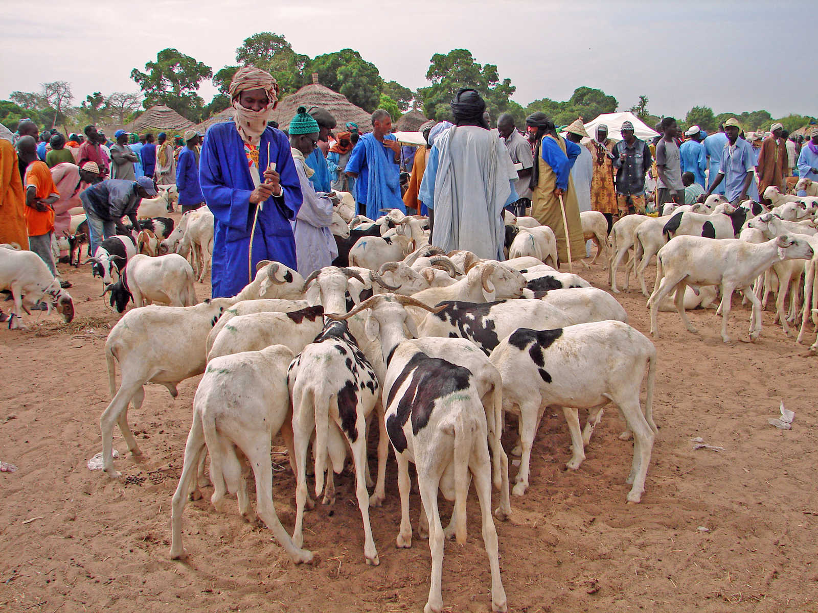 population avec un troupeau au sénégal