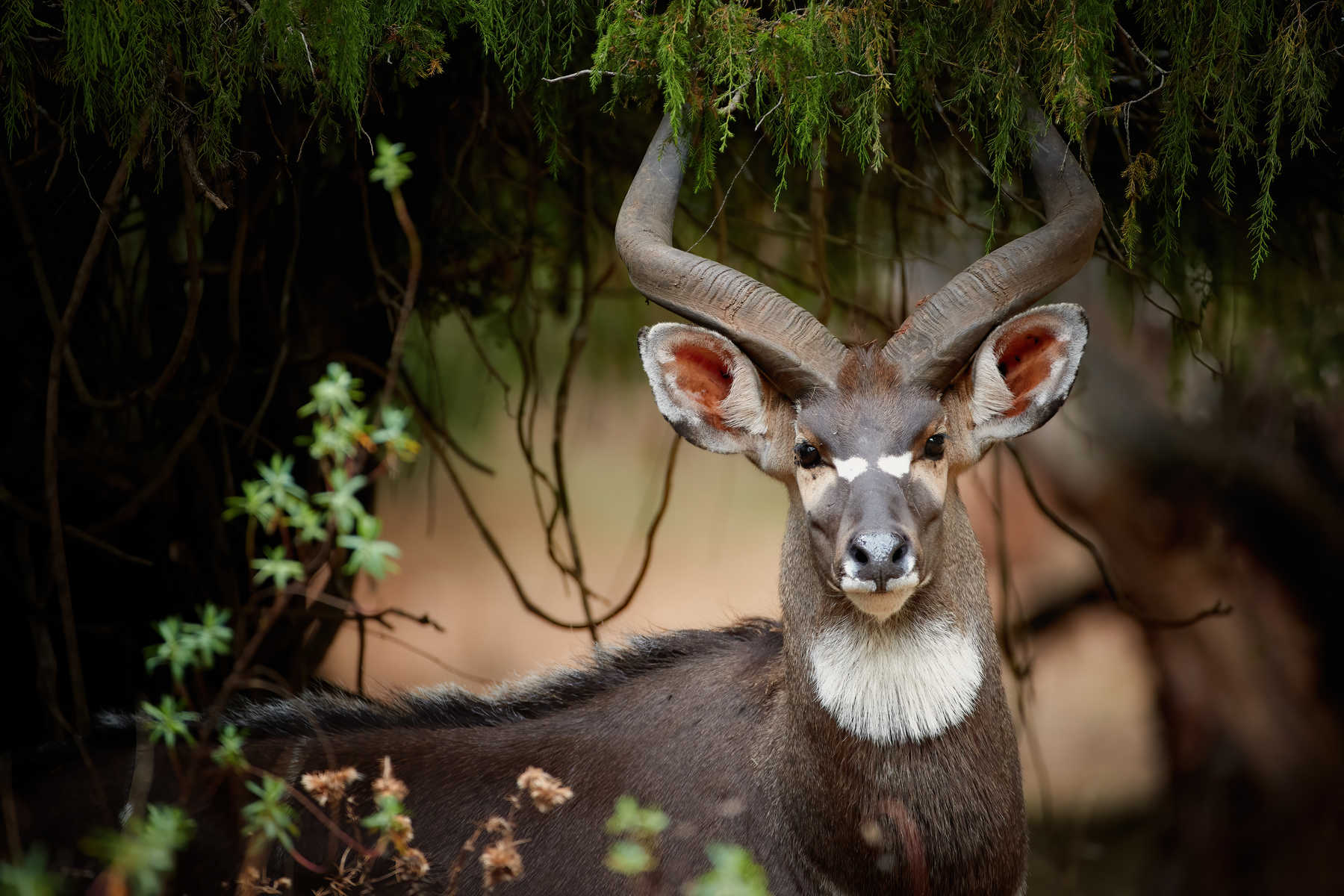 Portrait d'une antilope dans les montagnes de Balé