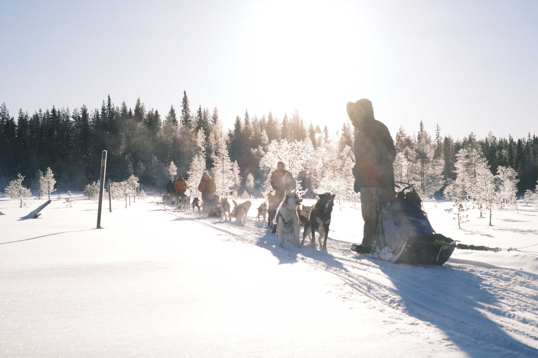Raid chien de traineau en Finlande