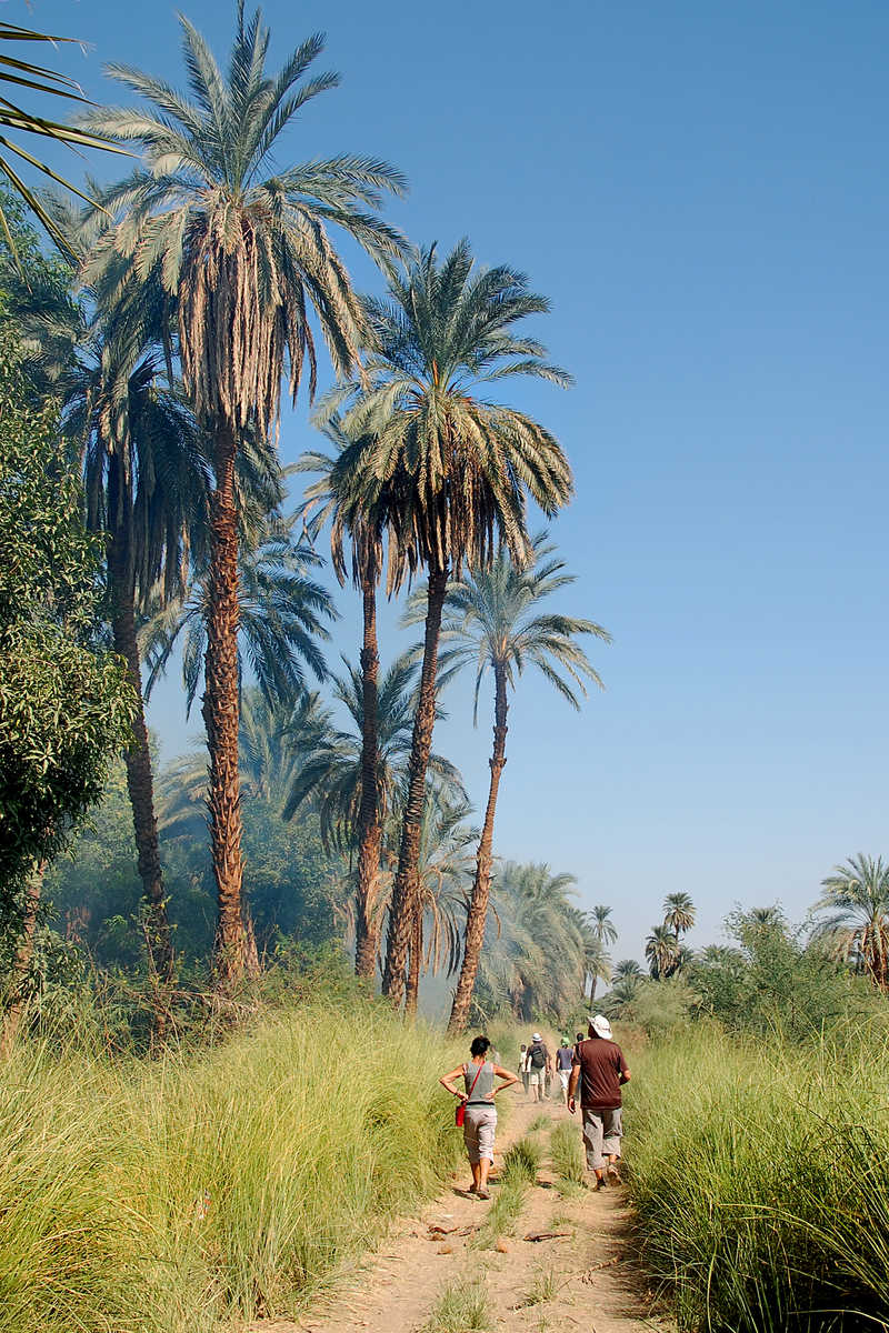 Randonnée dans les champs bordant le Nil en Egypte