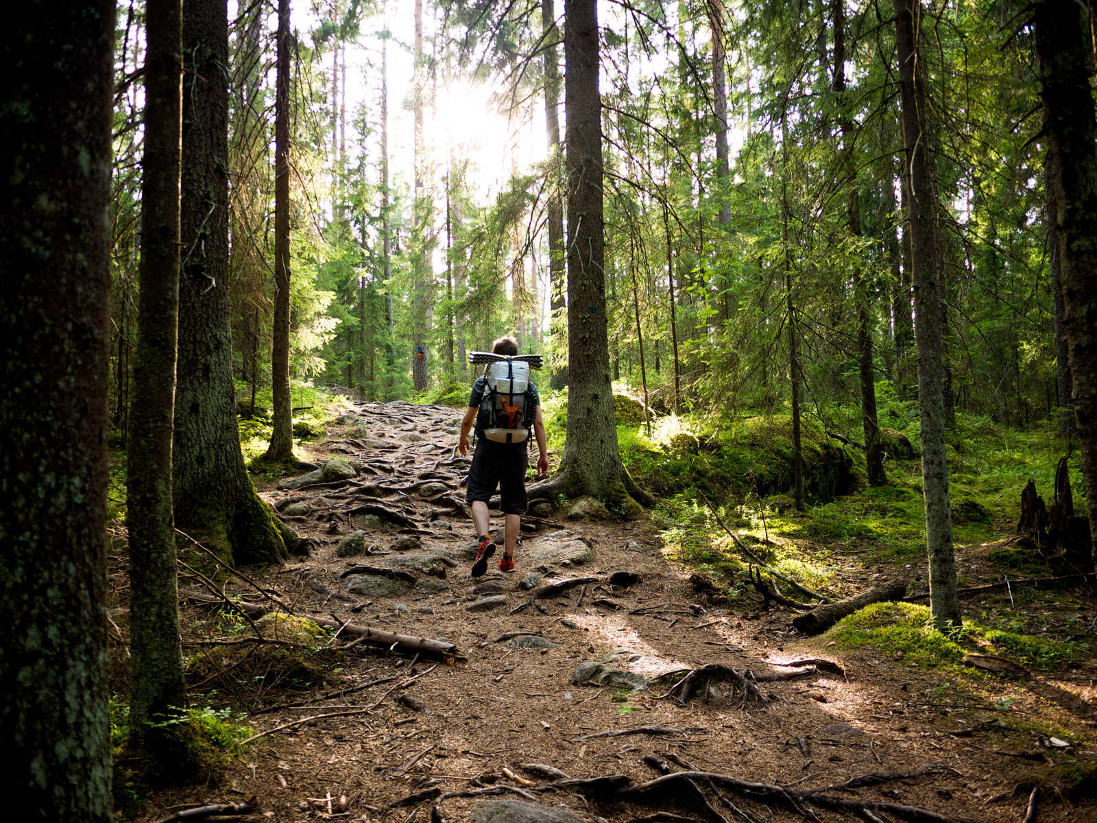 Randonnée dans les forêts de Finlande l'été