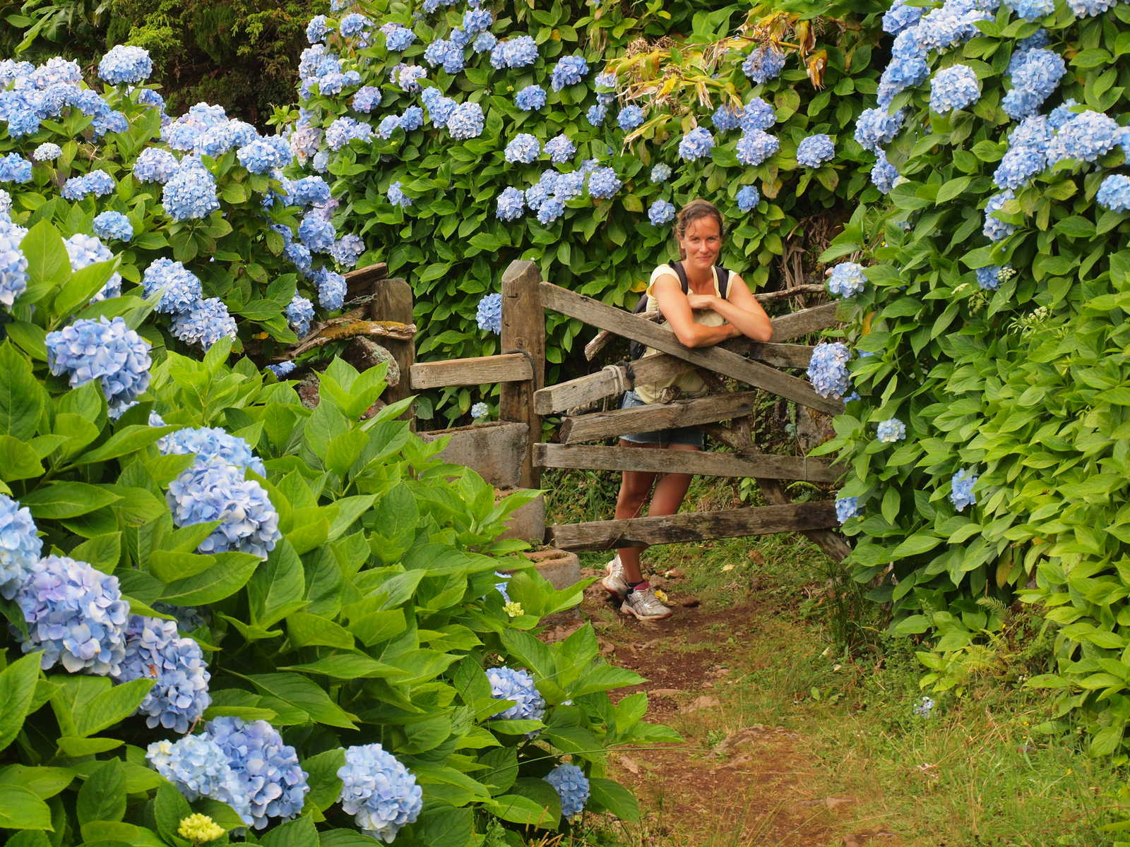 Randonnée parmi les hortensias aux Açores