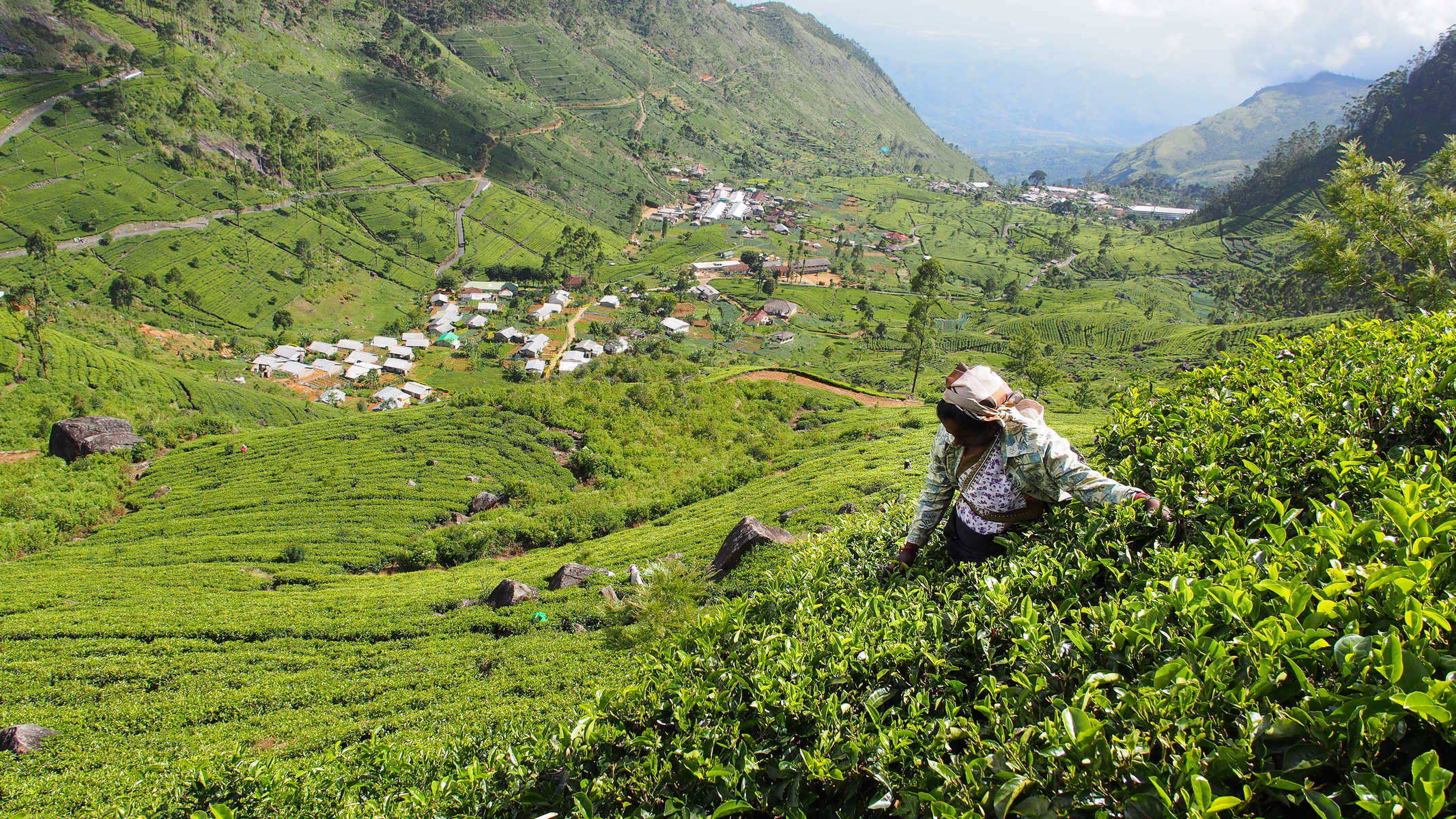 randonnée plantation de thé sri Lanka