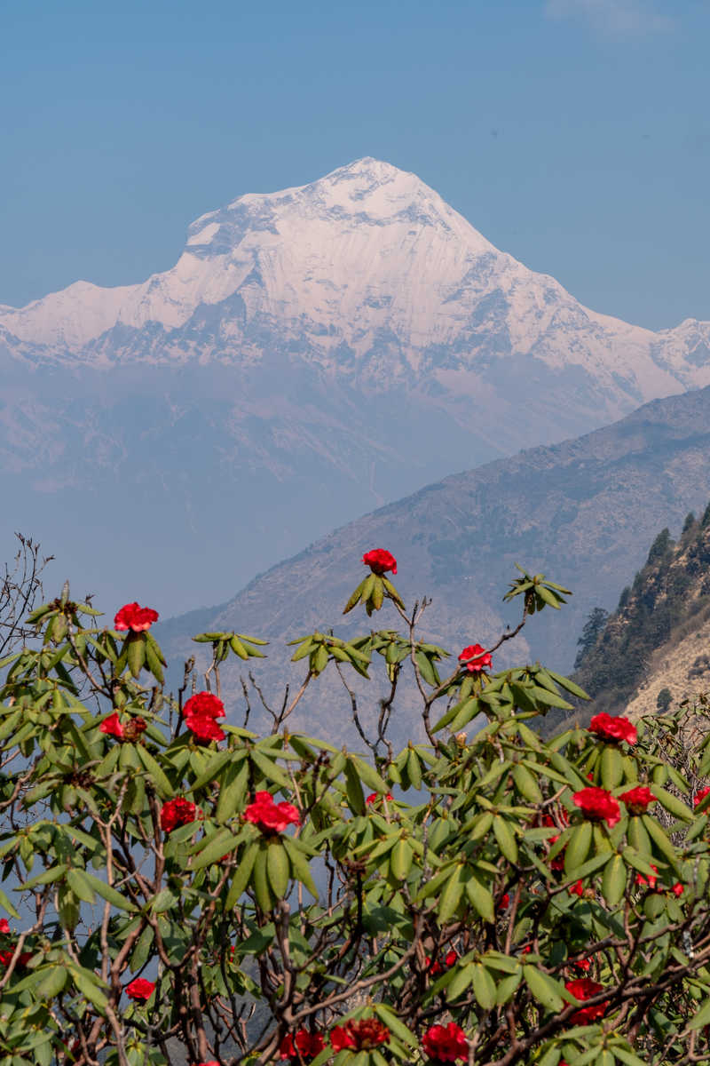 Randonnée sur la montagne Mohare Danda jusqu'au village d'Ulleri  au Népal