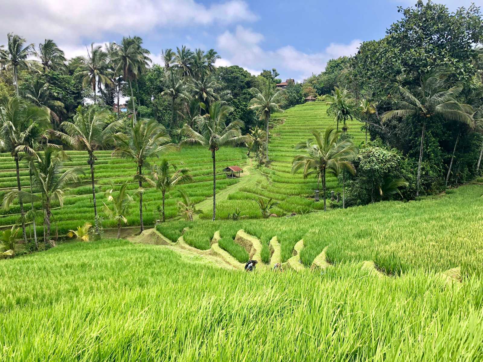 Randonnées au milieux des rizières de Belimbing, Bali, Indonésie