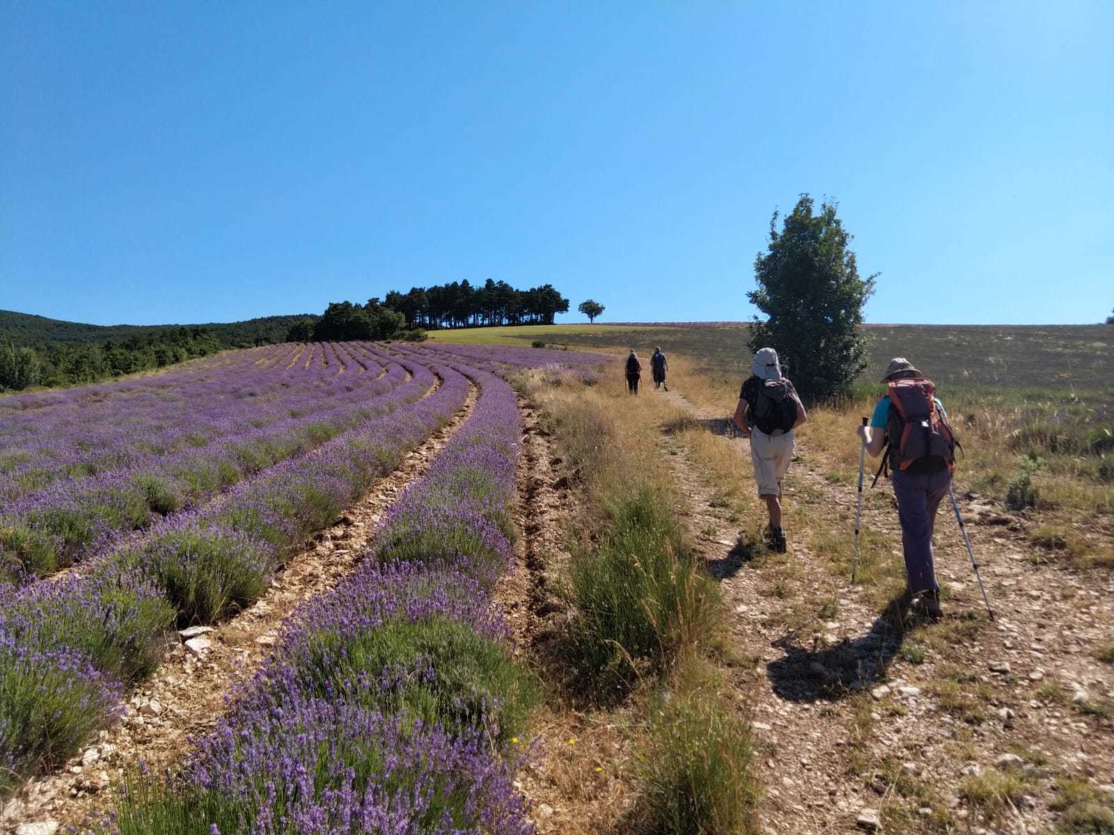 Randonneurs dans les champs de lavandes, Provence