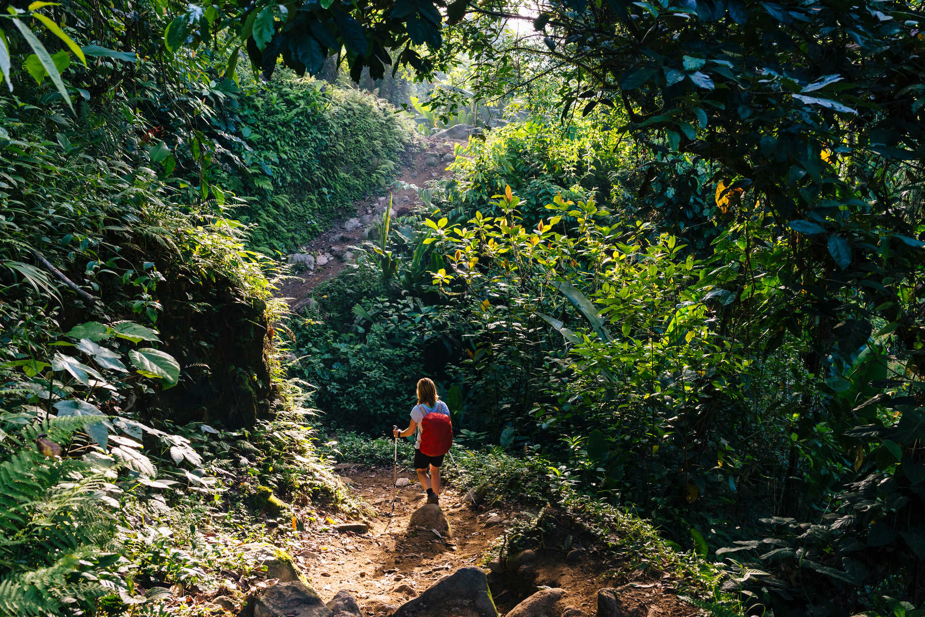 Randonneuse dans la jungle de Sierra Nevada © Joergsteber Randonneuse dans la jungle de Sierra Nevada