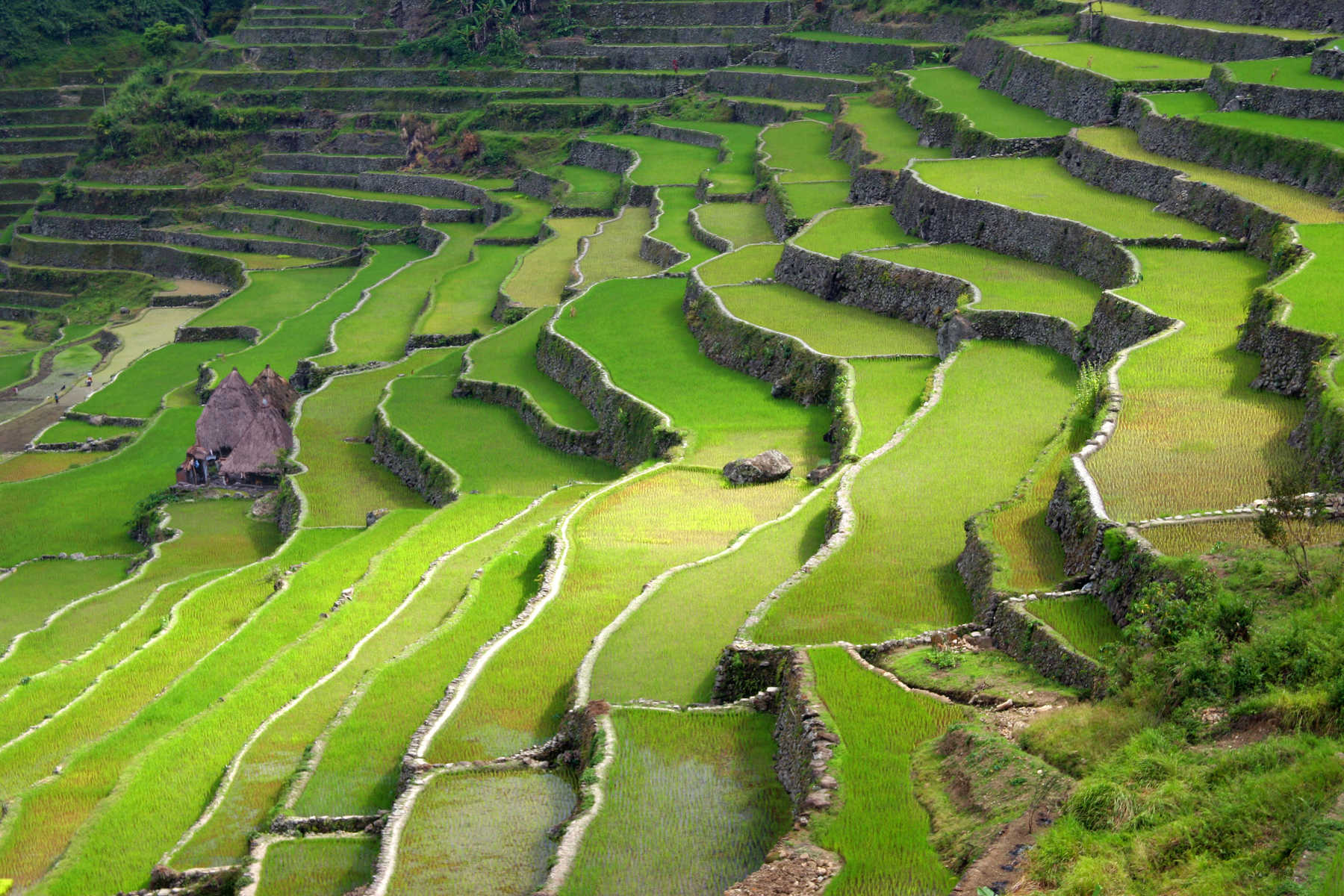 rizière au nord de l'ile de Luzon une ile des Philippines