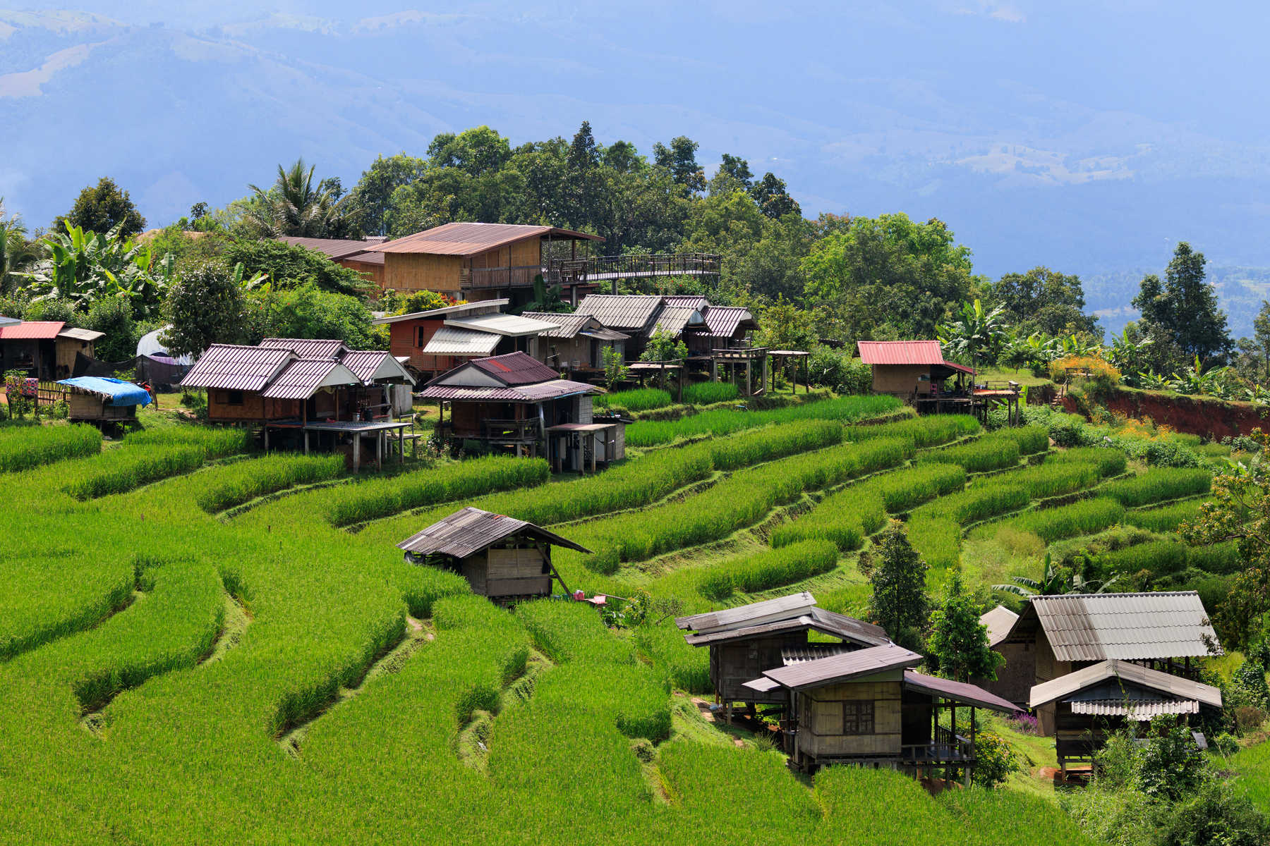 Rizières en terrasse, région de Doi Inthanon en Thaïlande