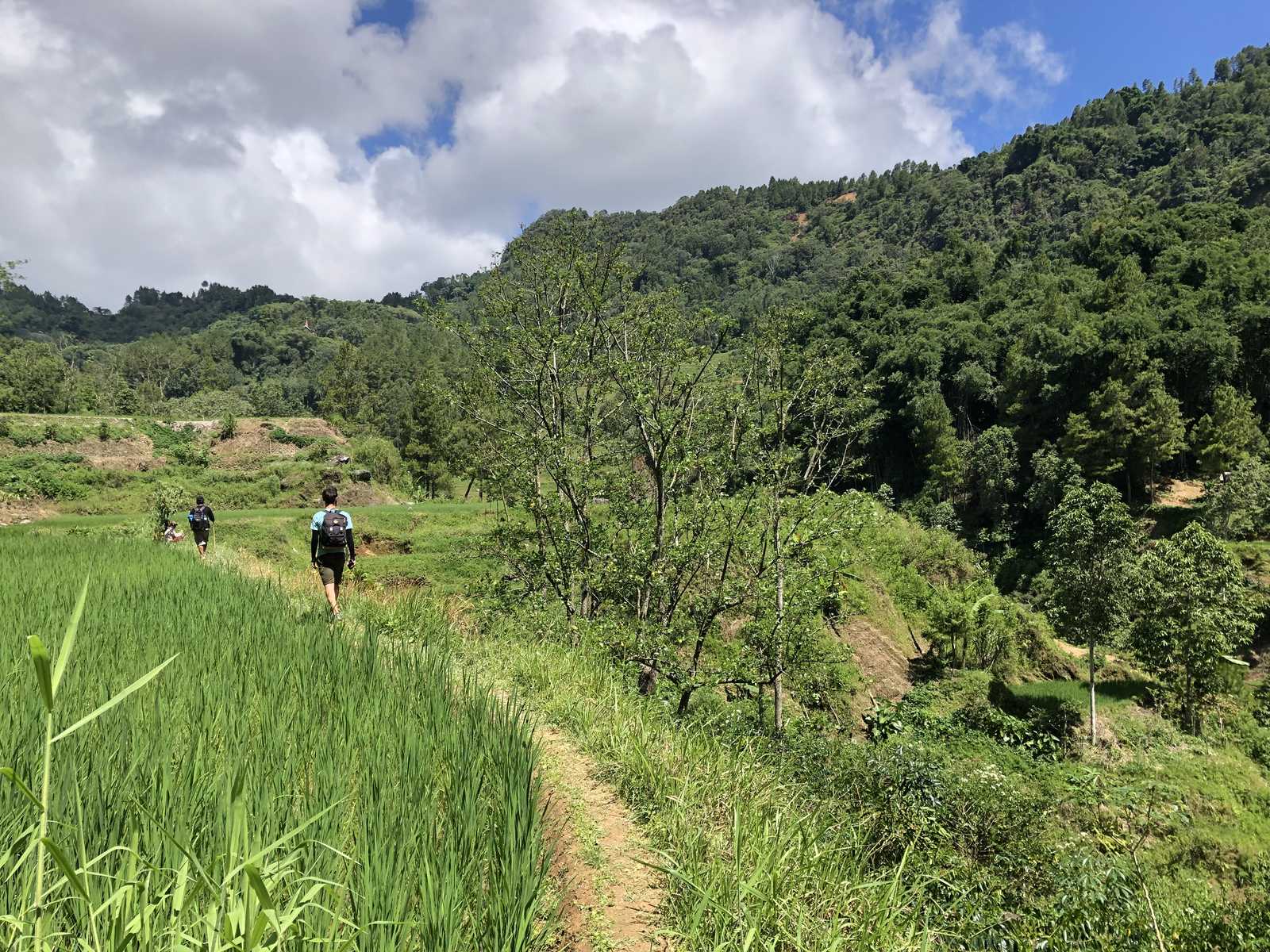 Rizières, Pays Toraja, Sulawesi, Indonésie
