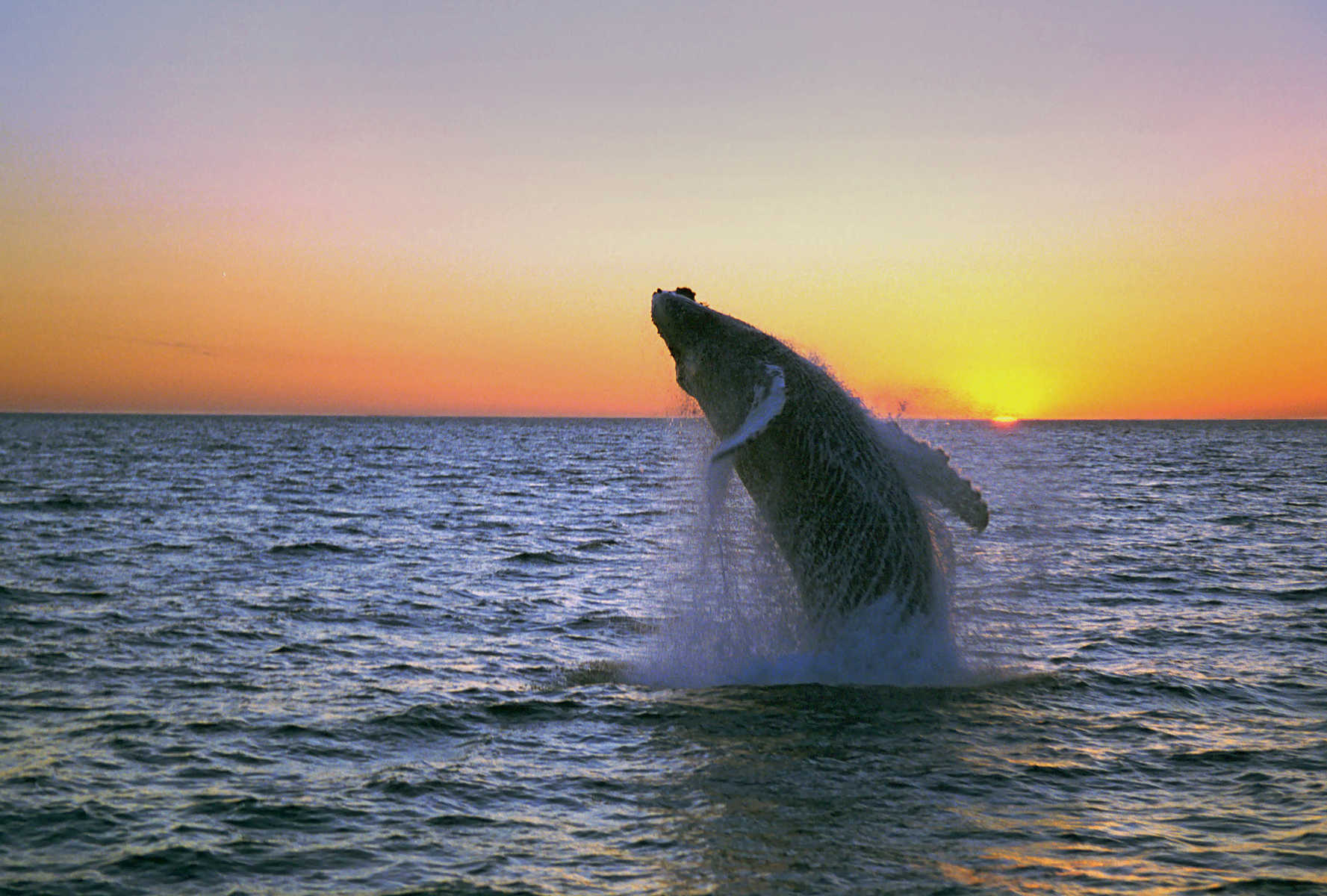 Saut d'une baleine à bosse