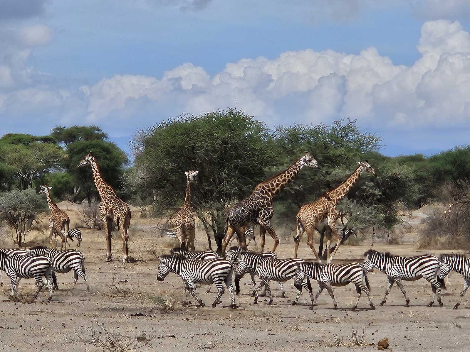 Savane infinie dans le Parc National de Tarangire