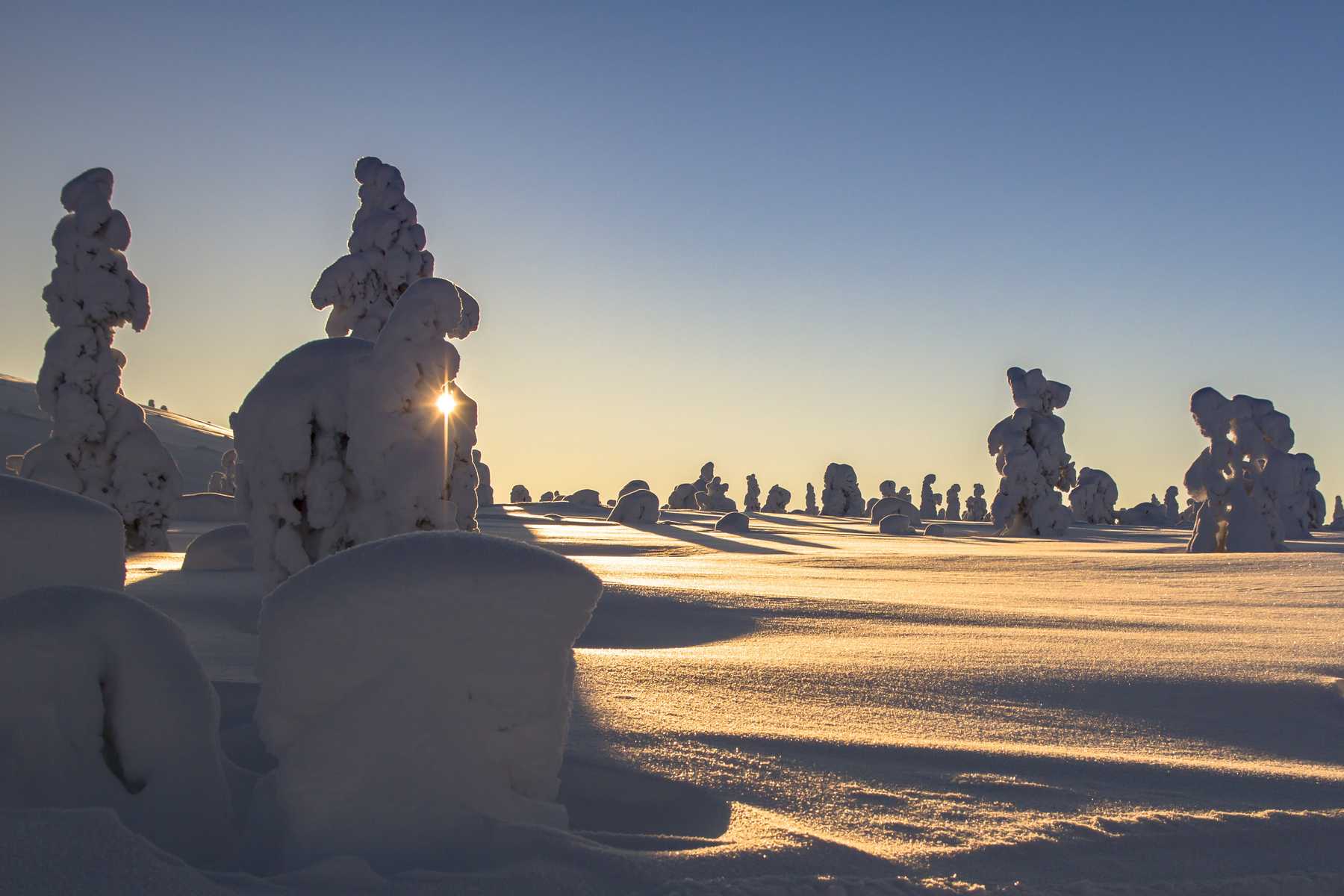 Taiga finlaidaise sous la neige