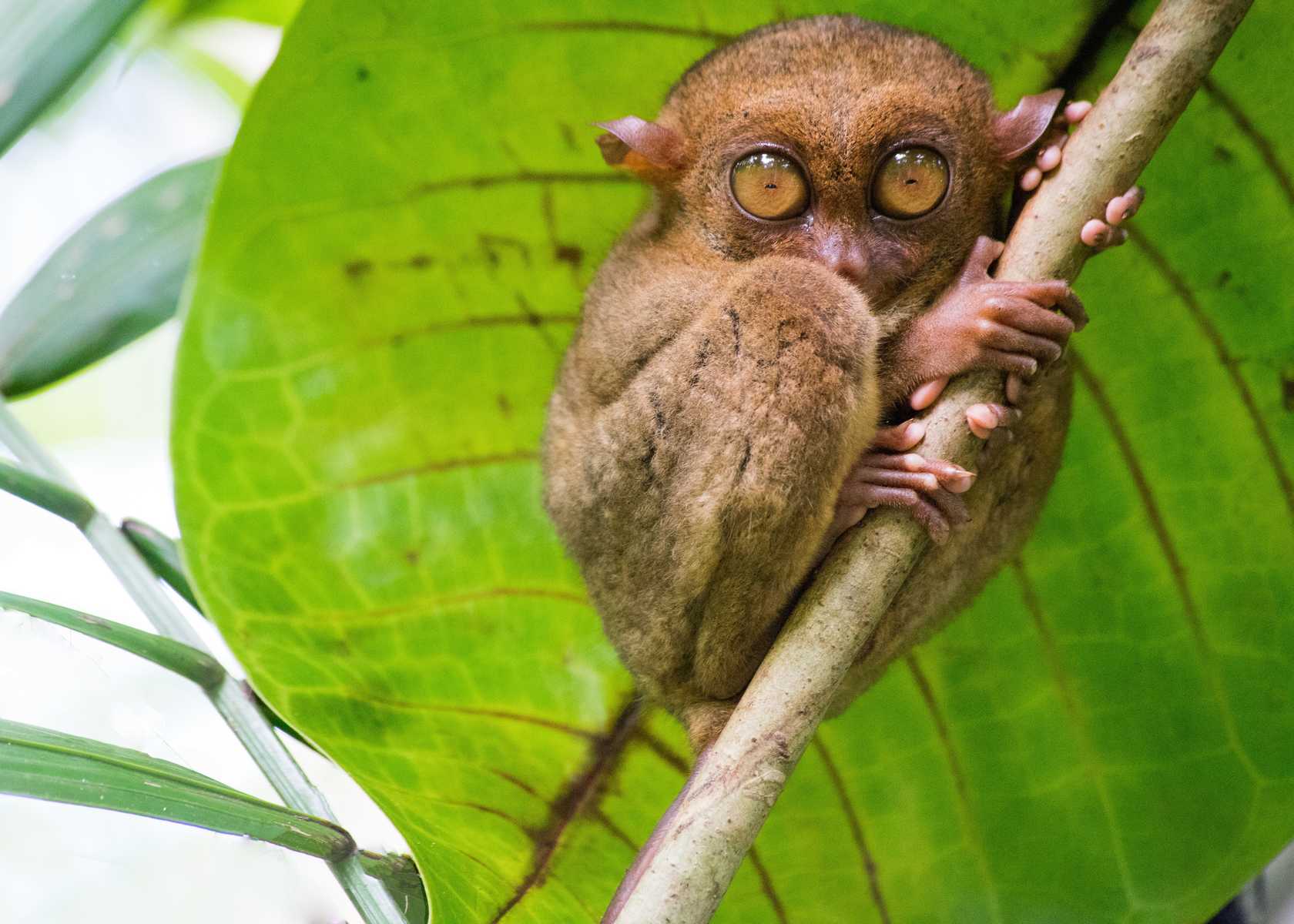 Tarsier sur l'île de Bohol