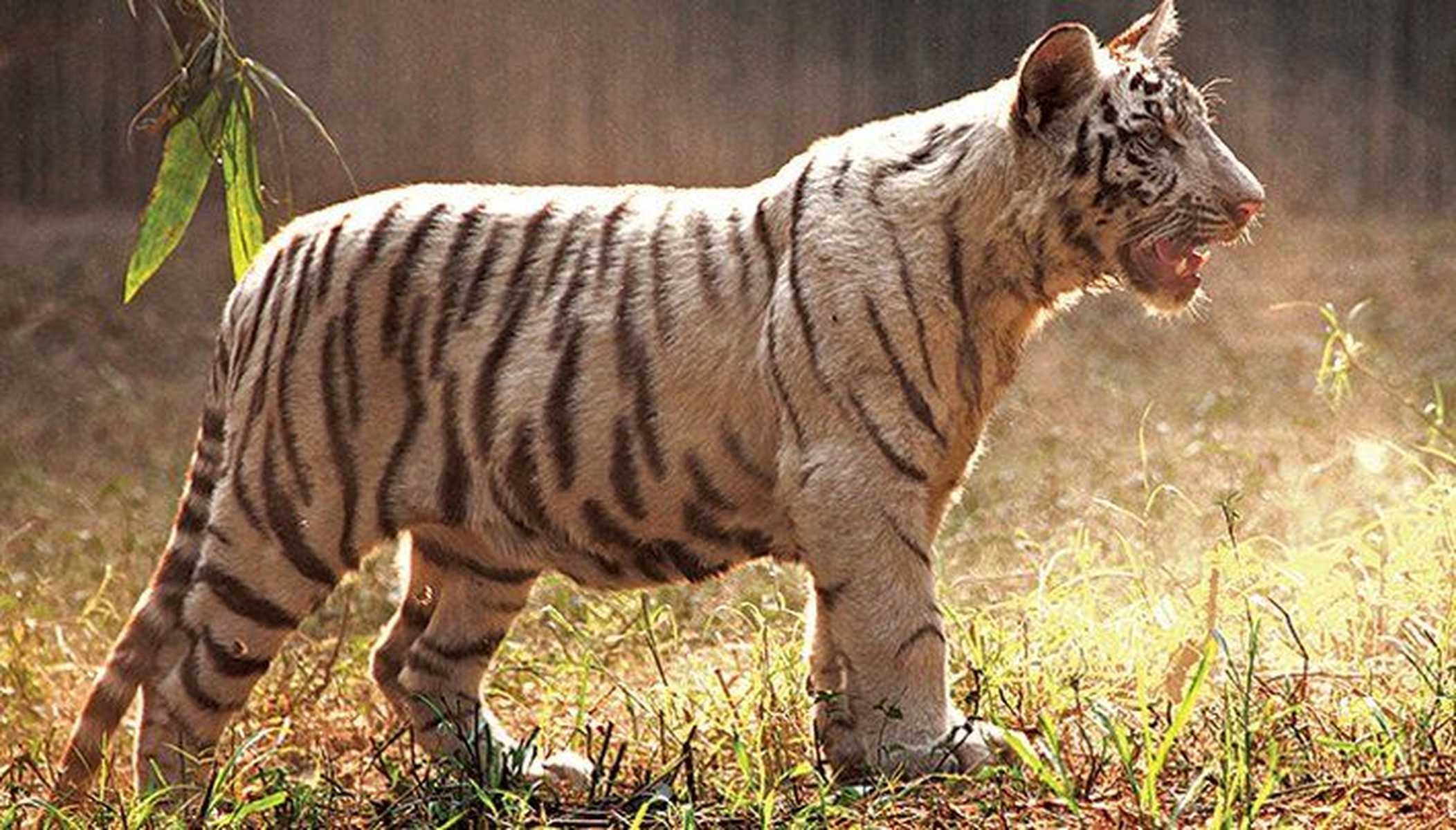 Tigre dans un parc du Madhya Pradesh