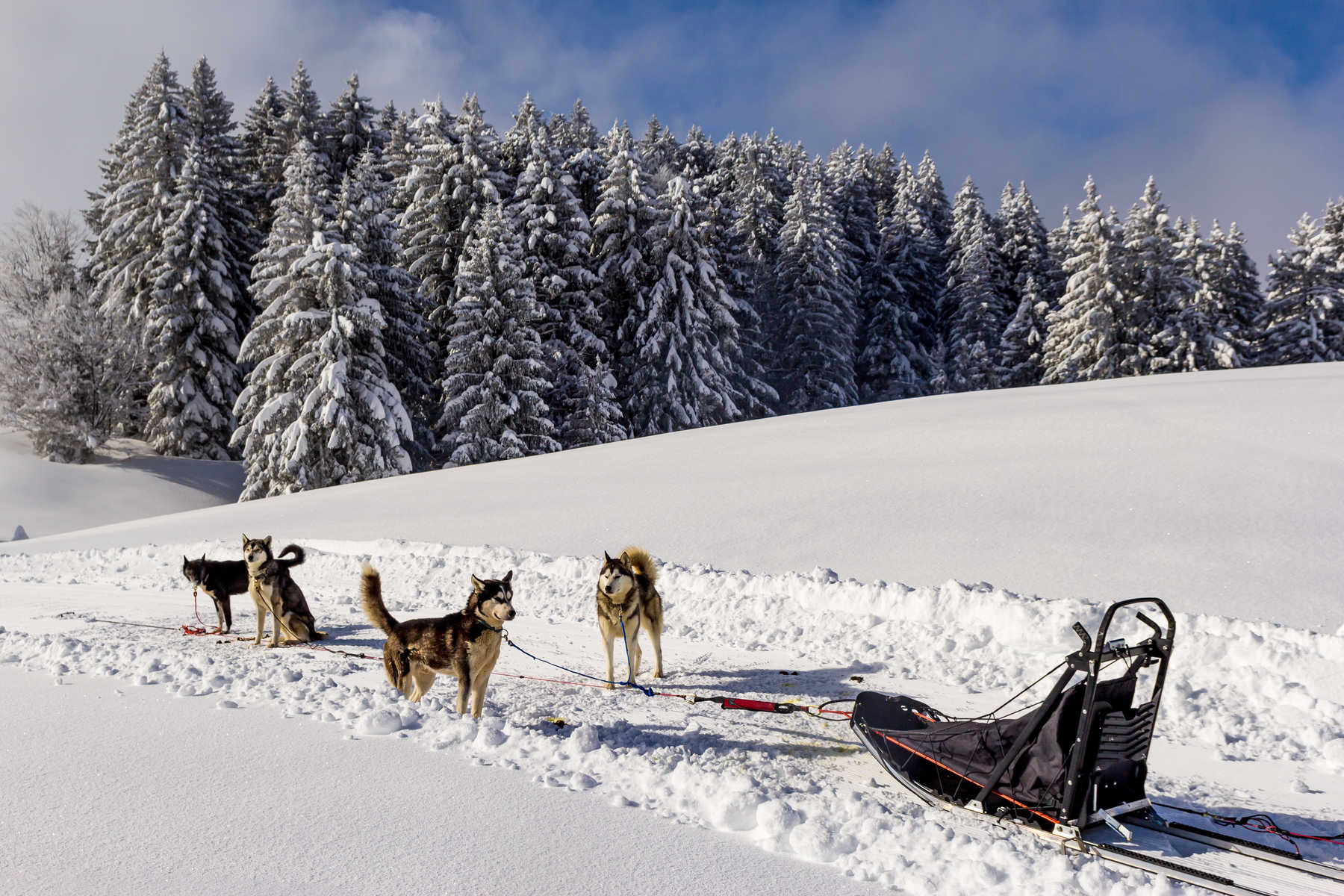 traineau-a-chien-en-france-adobe-stock-gerald-villena