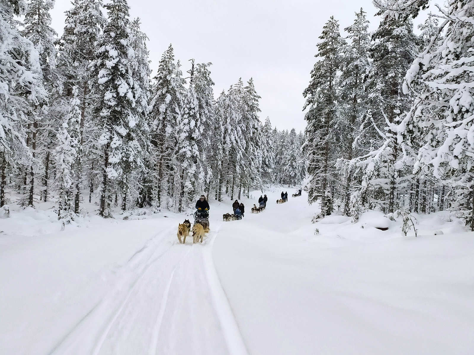 En chien de traîneau dans la taïga, Laponie