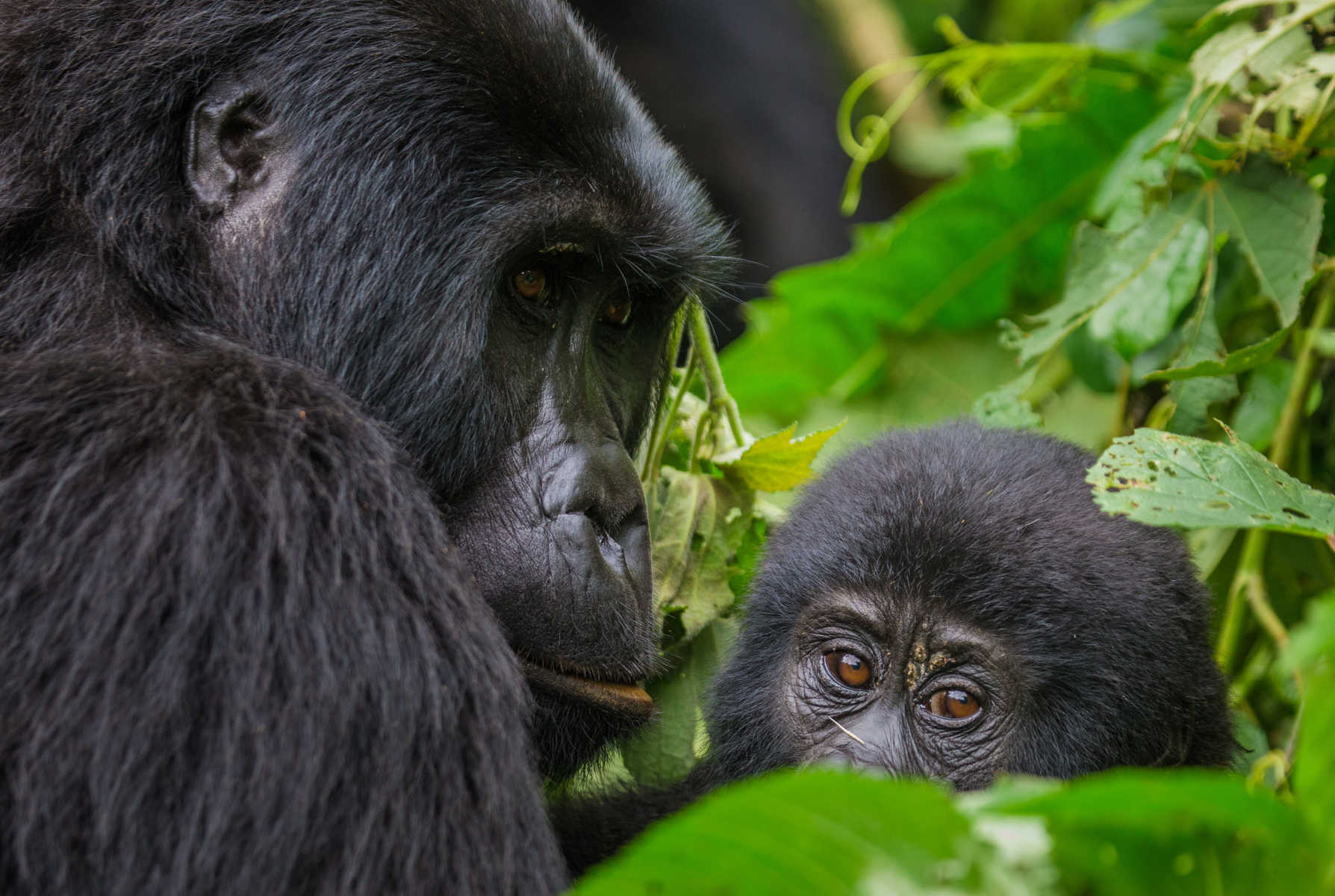 Un gorille et son petit au Kenya
