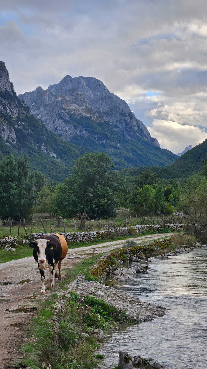 Vache pendant la balade vers les sources d'Ali Pasha au Monténégro