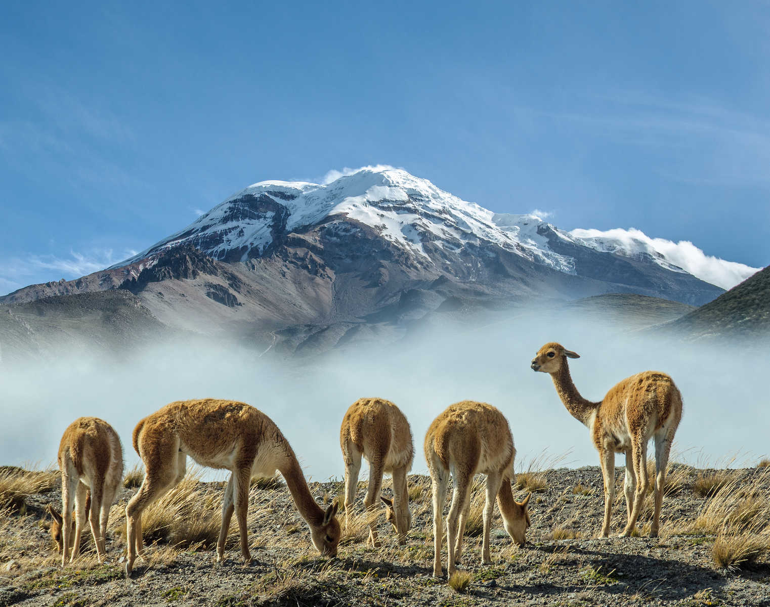Vigognes au pied du volcan Chimborazo en Equateur