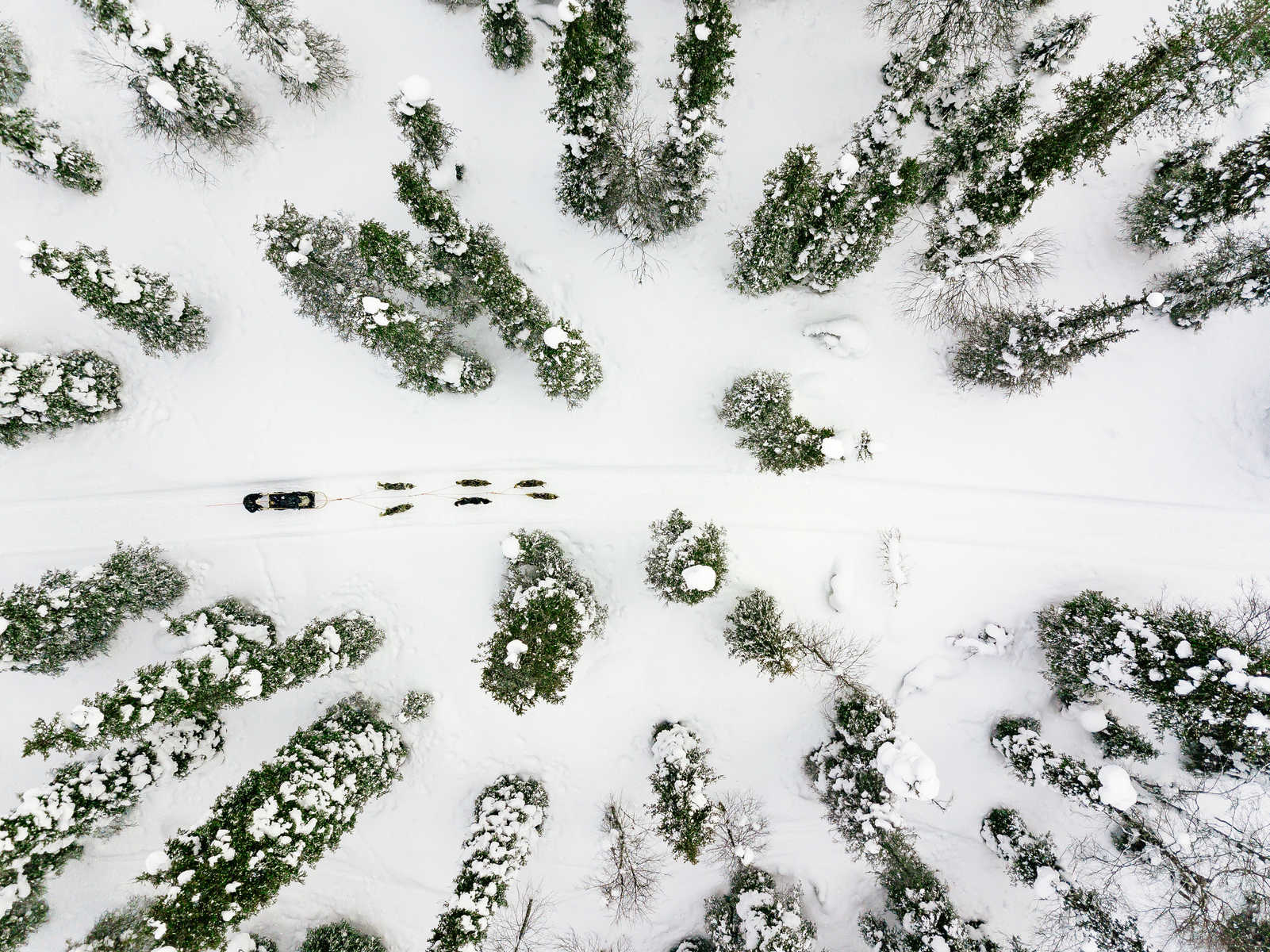 Vue aérienne de chien de traineau en Finlande