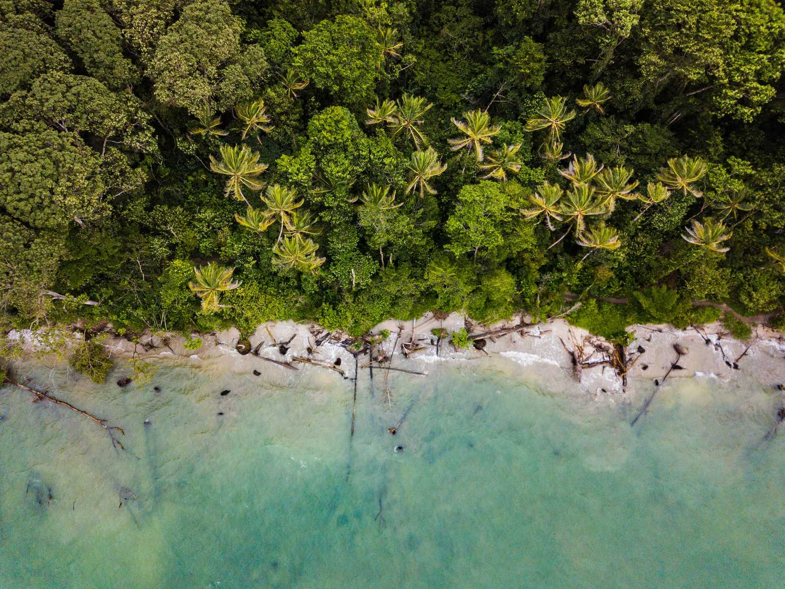 jungle, baignade, ocean, caraibes, costa rica