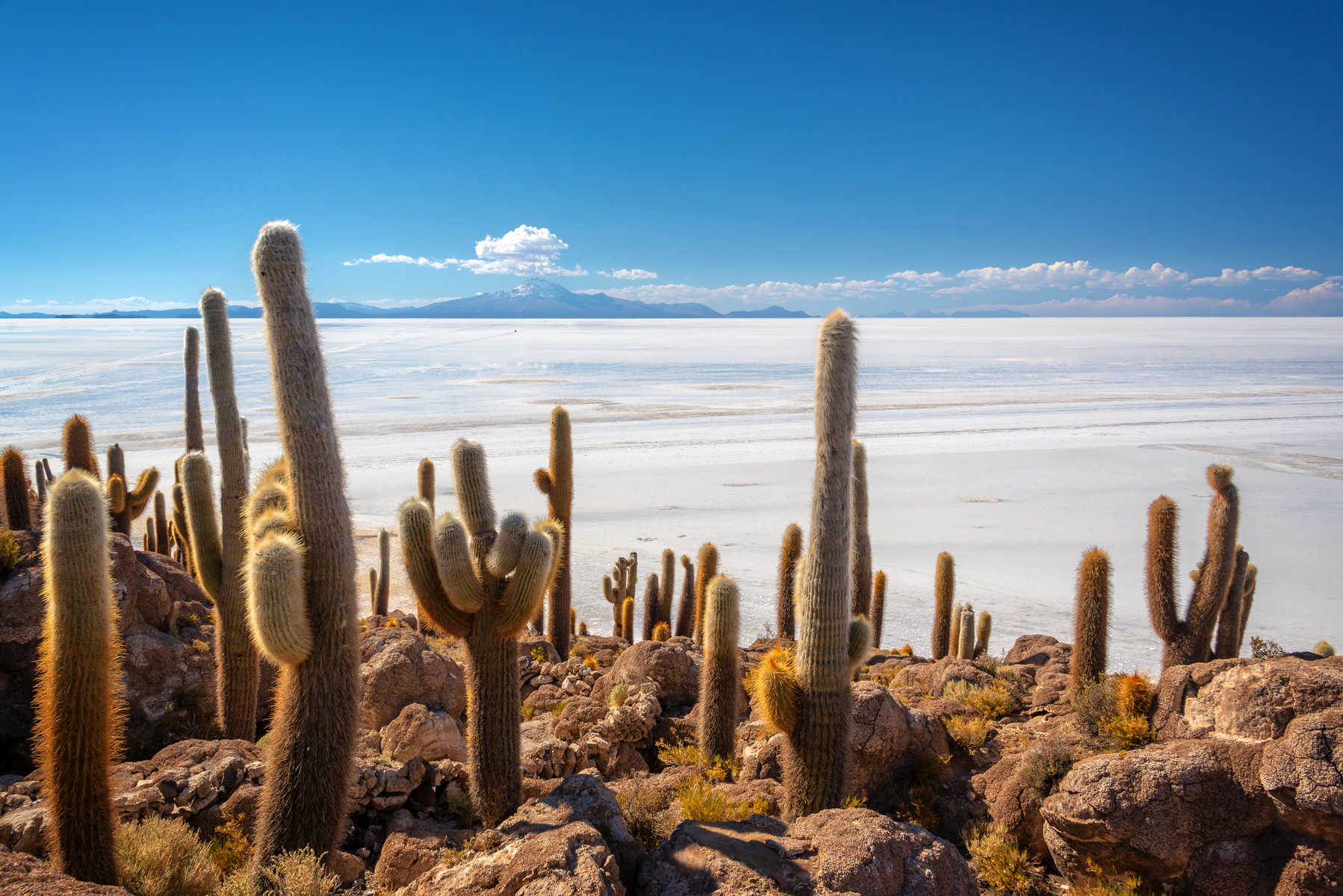 Vue panoramique depuis une colline rocheuse parsemée de cactus géants dominant l'immensité blanche du désert de sel d'Uyuni sous un ciel bleu.