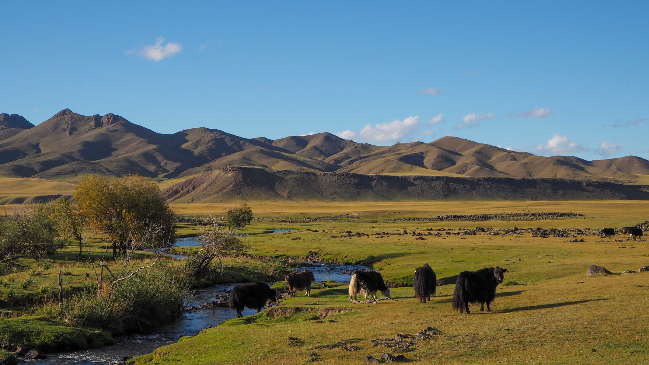 Yacks sur le bord de la rivière dans la vallée de l'Orkhon en Mongolie