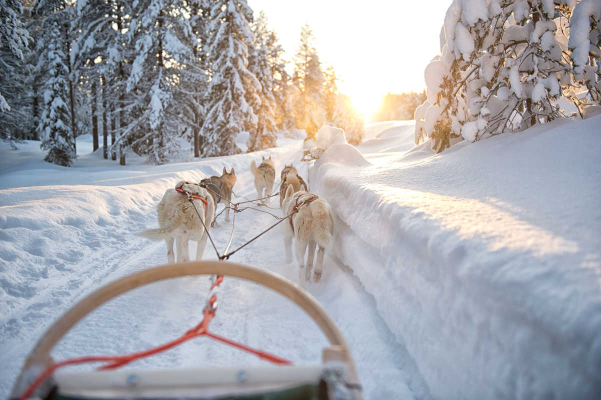 Attelage chiens de traineau en Finlande
