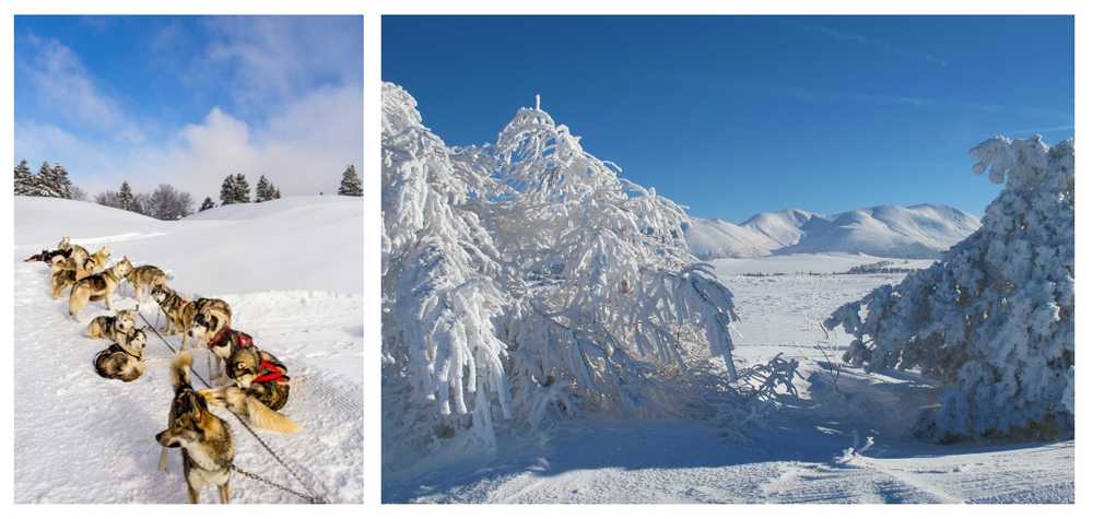 activite-chien-de-traineau-massif-central