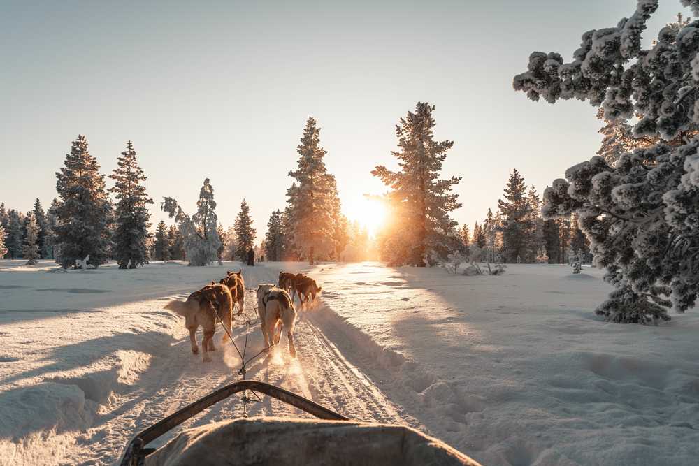 Activité de safari avec des huskys en Laponie, Finlande, en hiver