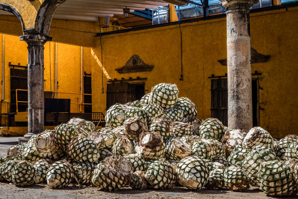 agave bleu sont empilés devant une porte pour fabrication de Tequila