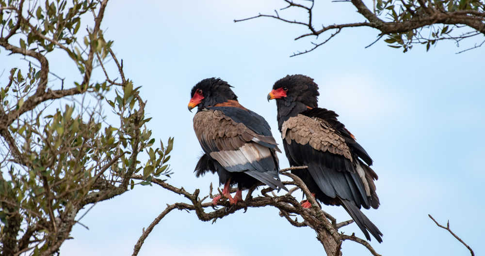 Aigles bateleurs dans le Masaï Mara au Kenya
