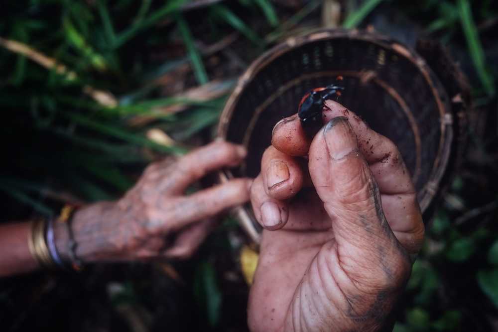 alimentation-des-mentawai-adobe-simanlaci