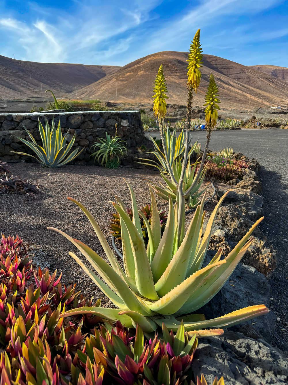 Aloe Vera en fleurs à Lanzarote aux Canaries
