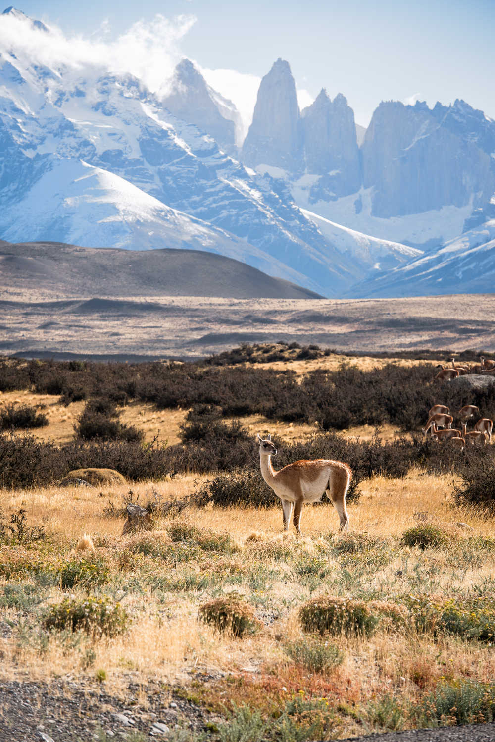 Alpaga au milieu d'une plaine de Patagonie