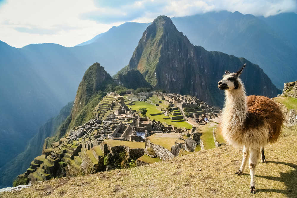 Alpaga devant la citadelle inca de Machu Picchu, Pérou