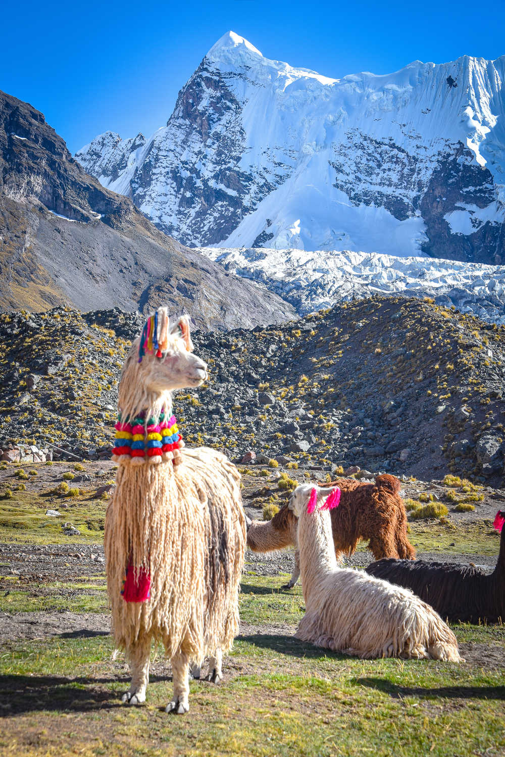 Alpagas dans la région de Cusco au Pérou