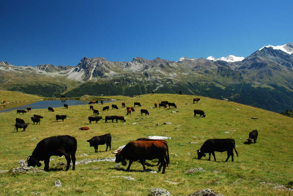 Alpages de Bovine