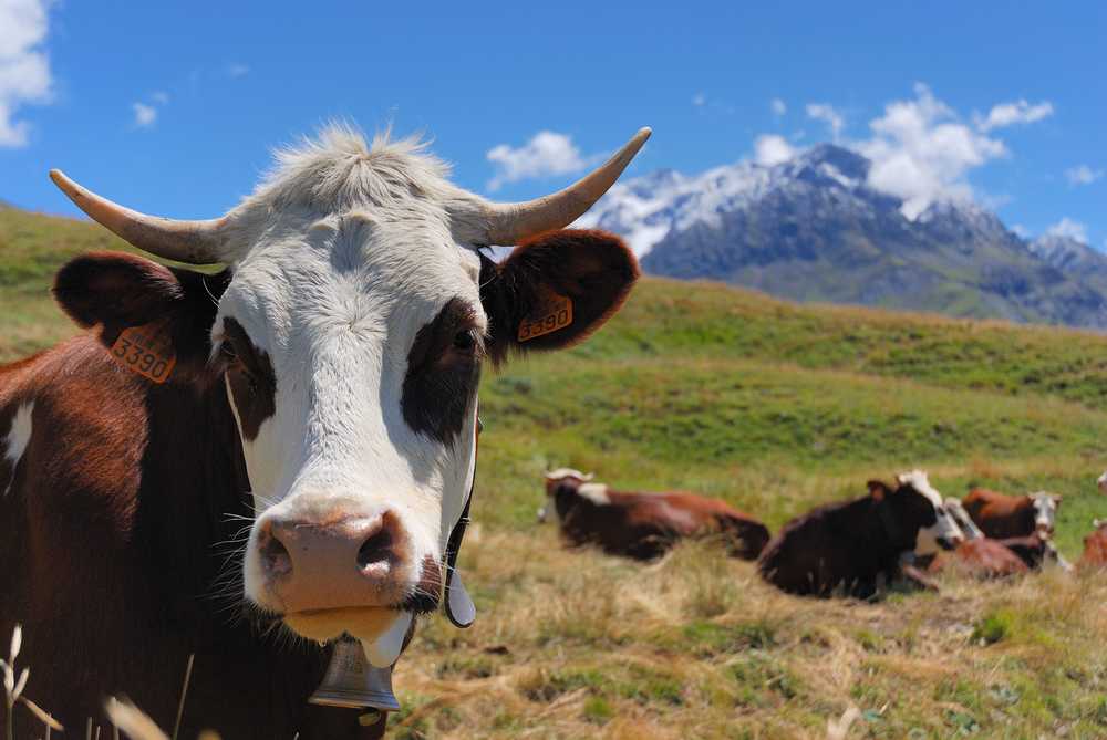 Alpages de Bovine