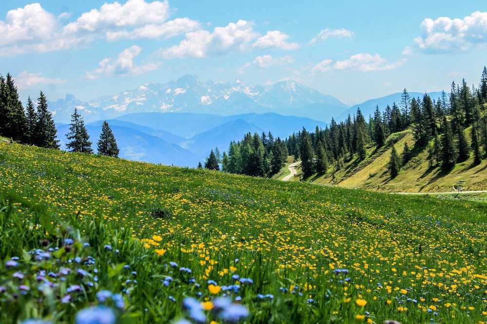 Alpages fleuris dans les montagnes du Queyras