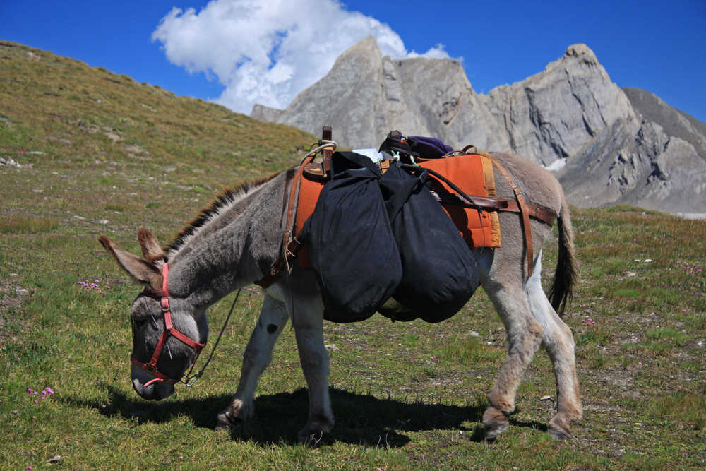 Ane dans le massif du Queyras